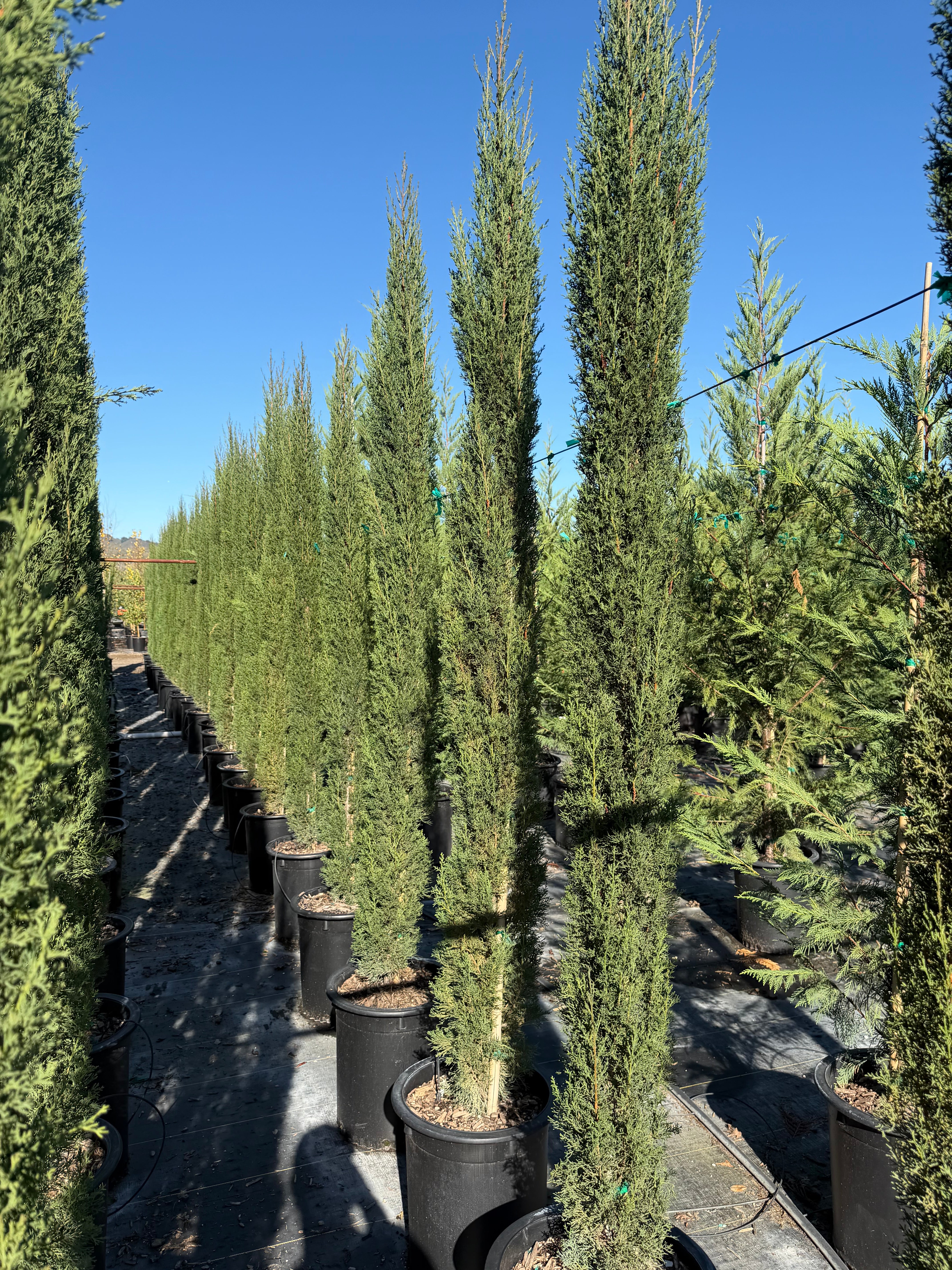 Italian Cypress (Cupress Sempervirens) 15 Gallon