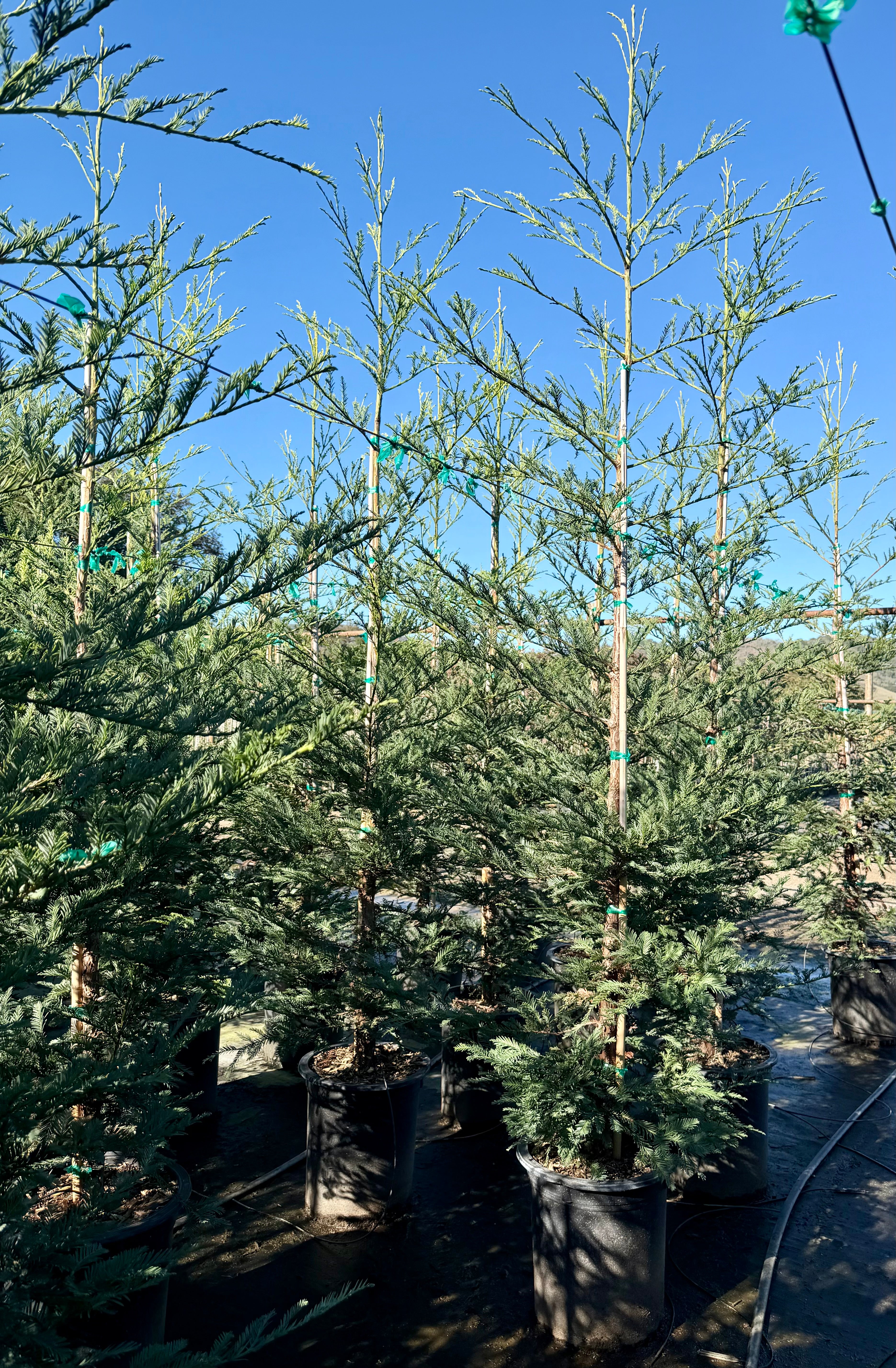 Coastal Redwood (Sequoia Sempervirens) Aptos Blue 15 Gallon