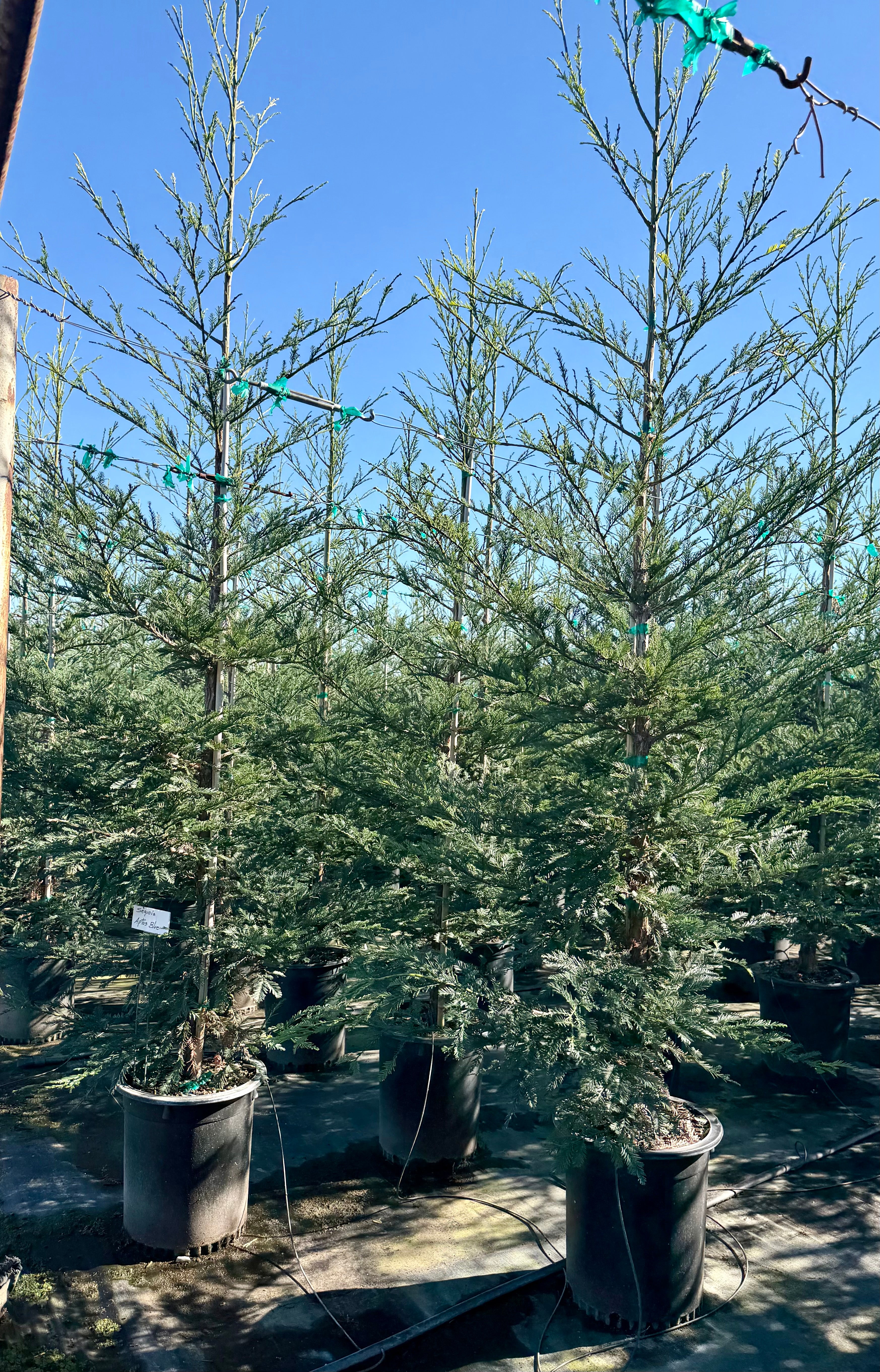 Coastal Redwood (Sequoia Sempervirens) Aptos Blue 15 Gallon