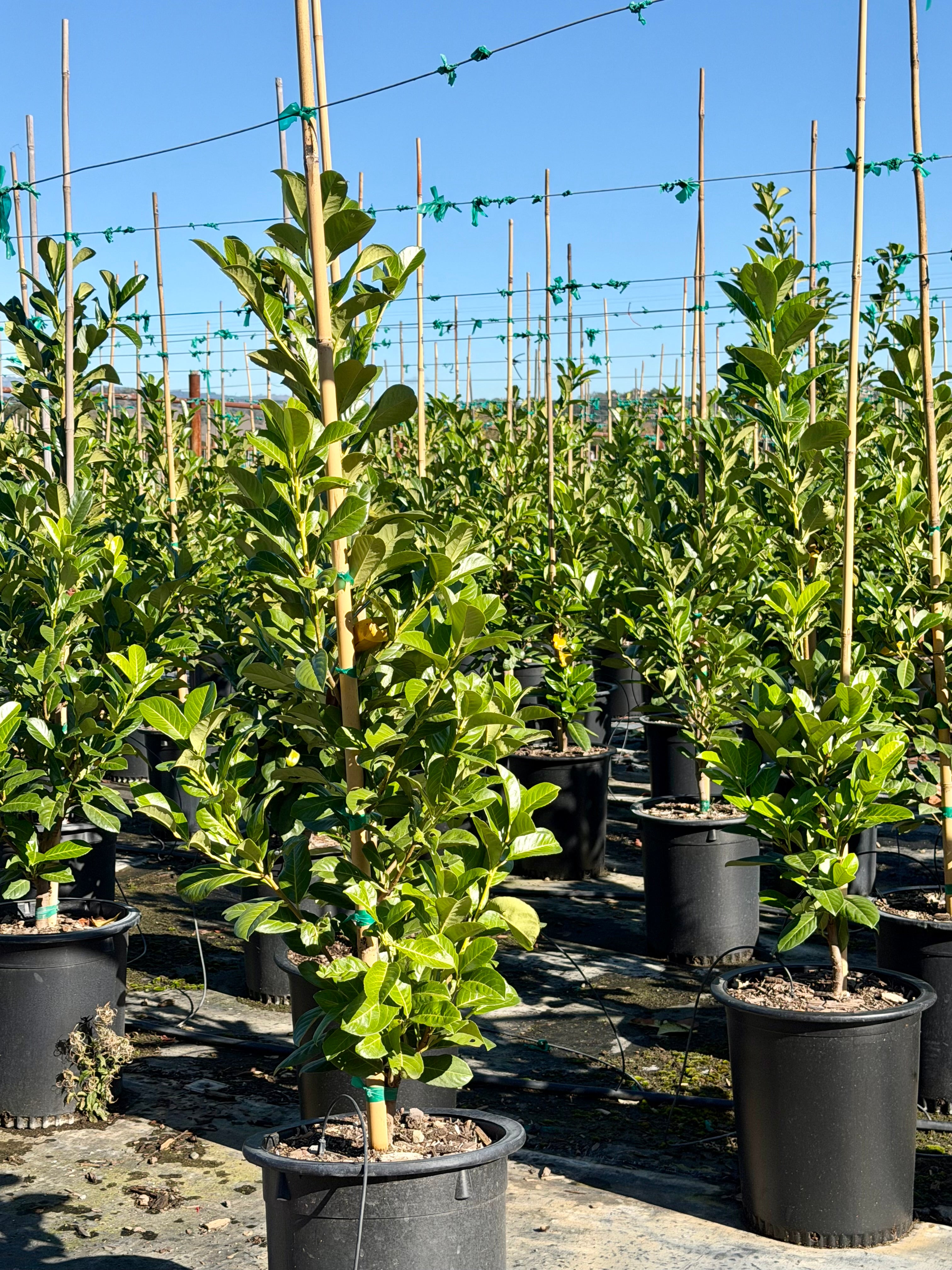 English Laurel (Prunus Laurocerasus) Column 15 Gallon