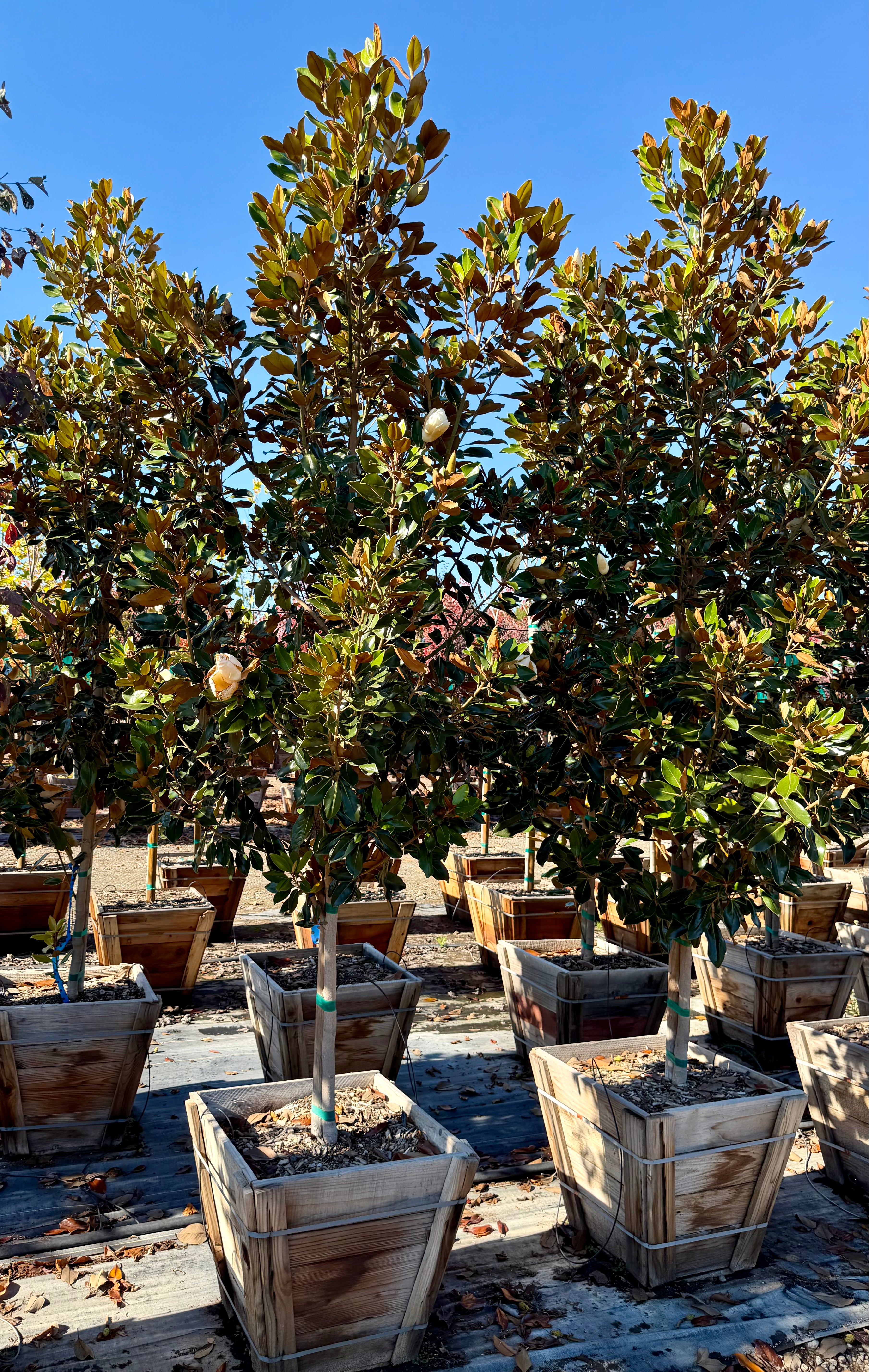 Magnolia Grandiflora 'Little Gem' 24 inch box