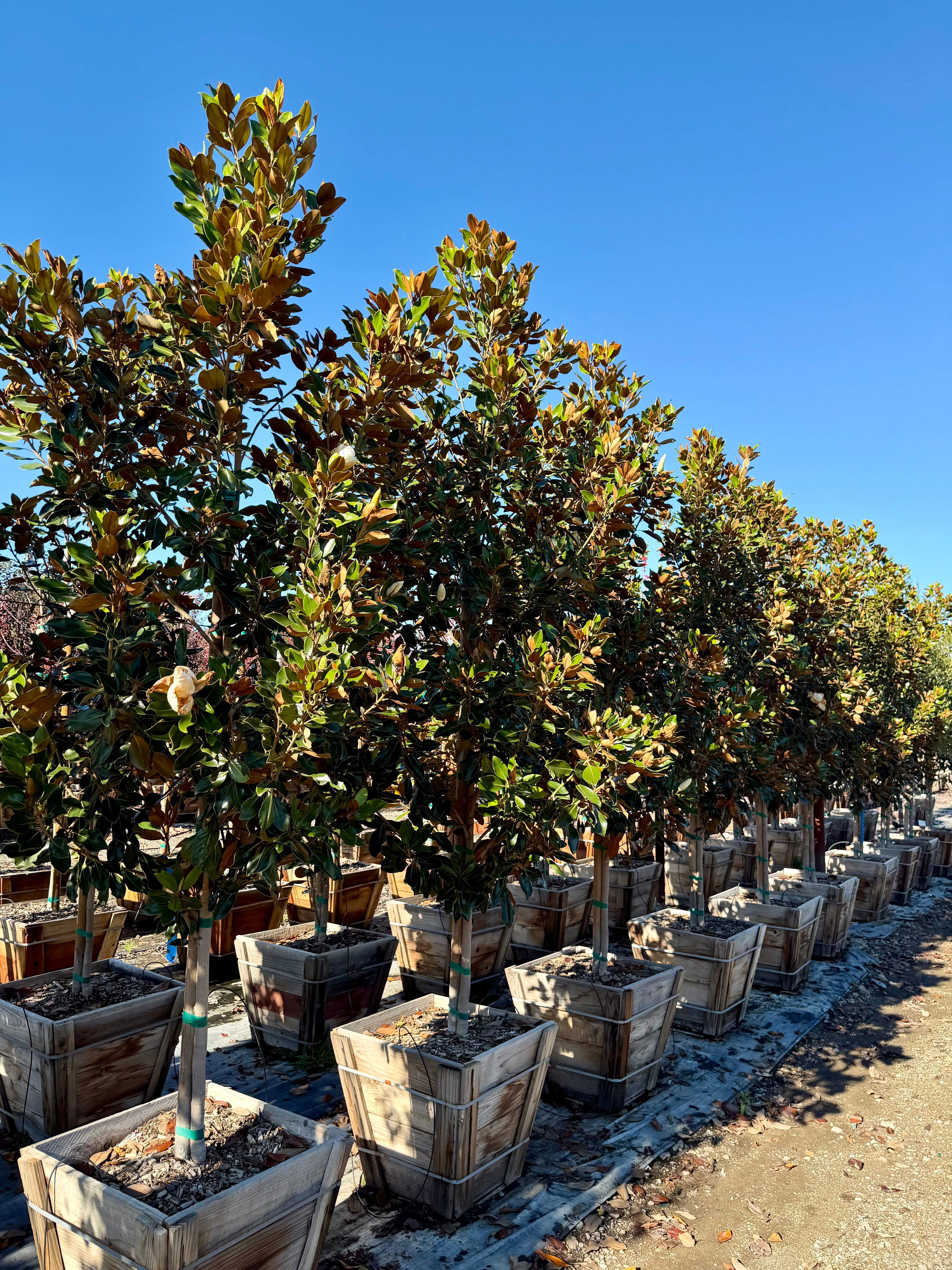 Magnolia Grandiflora 'Little Gem' 24 inch box
