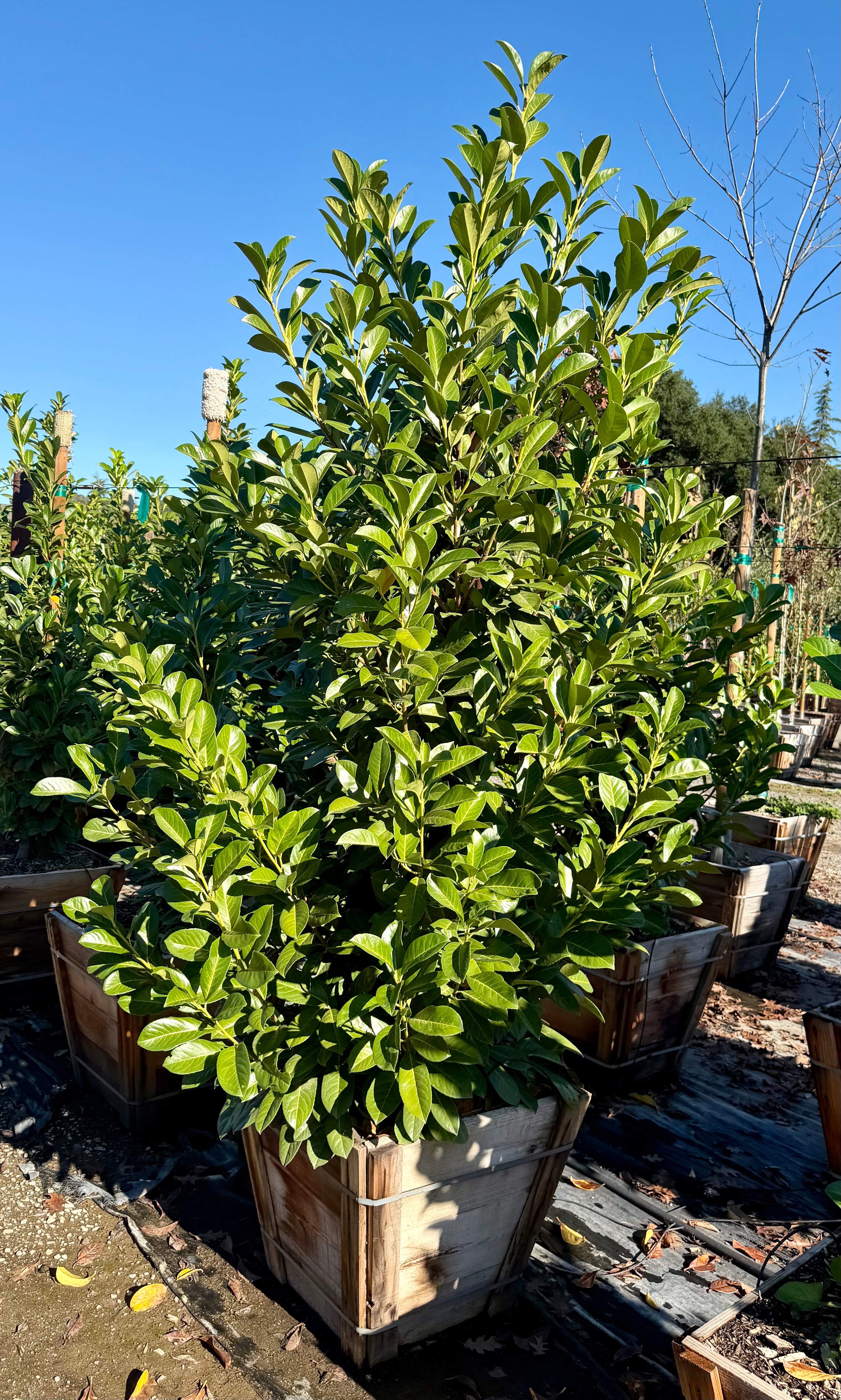 English Laurel (Prunus Laurocerasus) Column 25 Gallon or 24 inch box