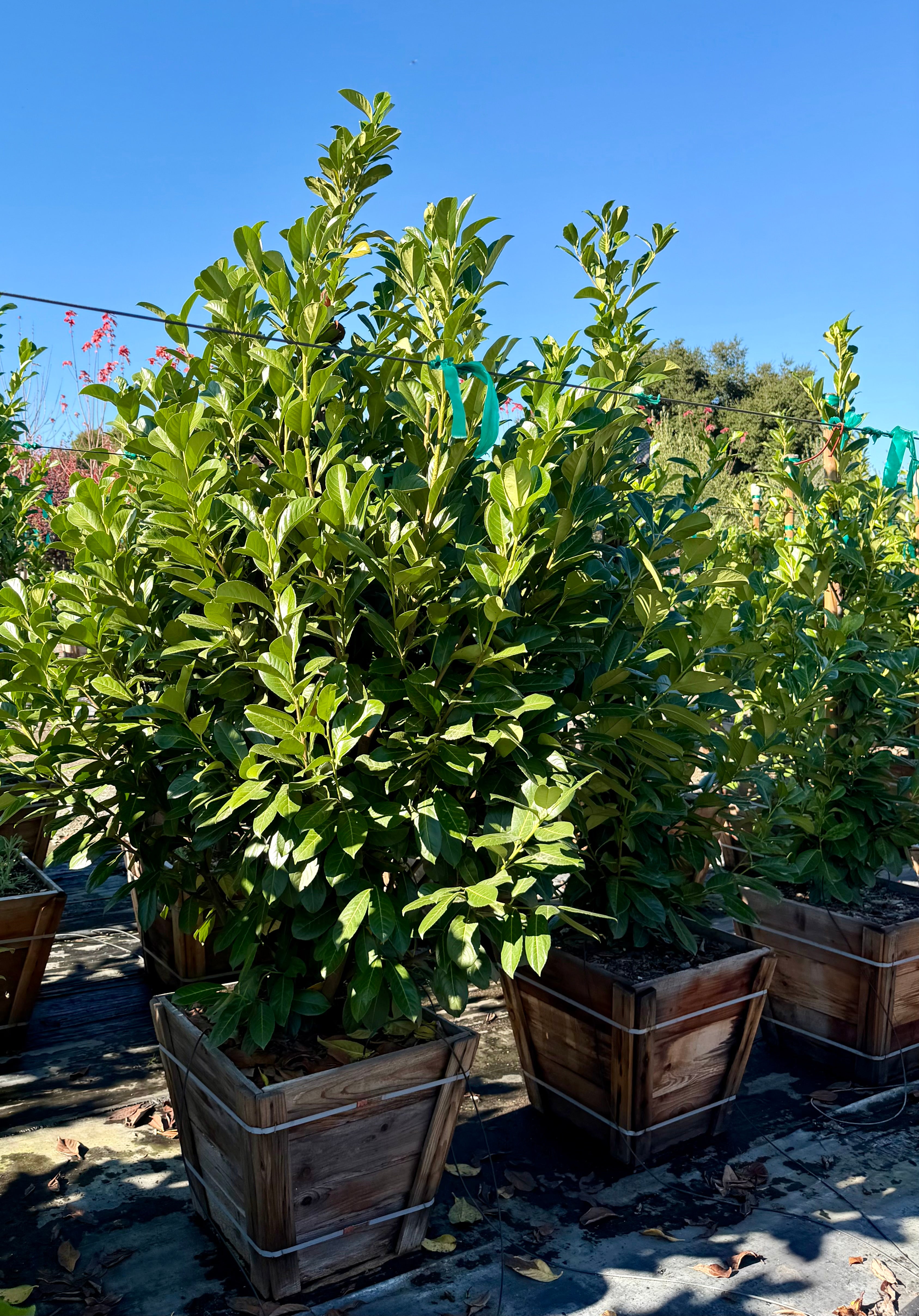 English Laurel (Prunus Laurocerasus) Column 25 Gallon or 24 inch box