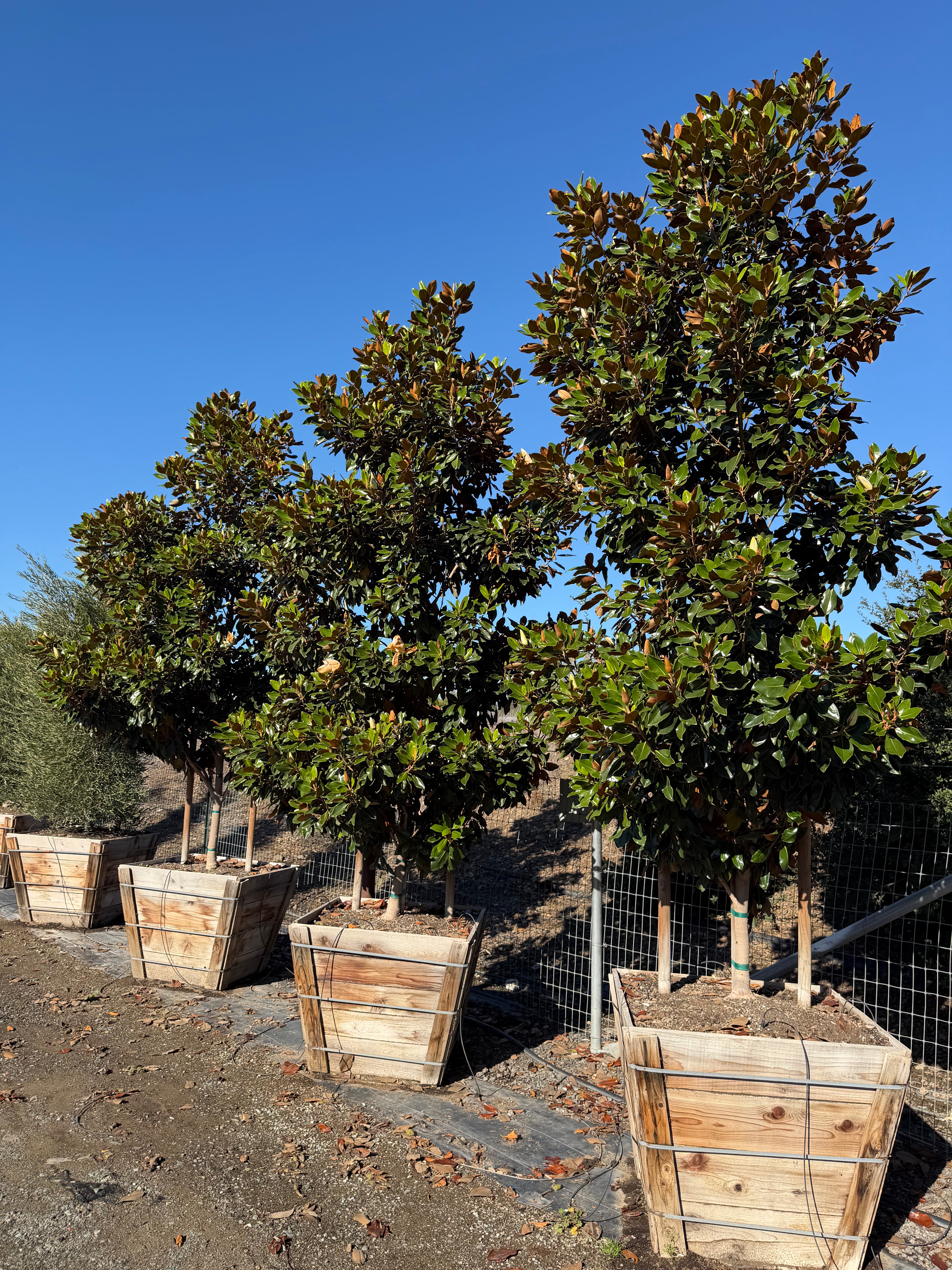 Magnolia Grandiflora 'Little Gem' 36 inch box