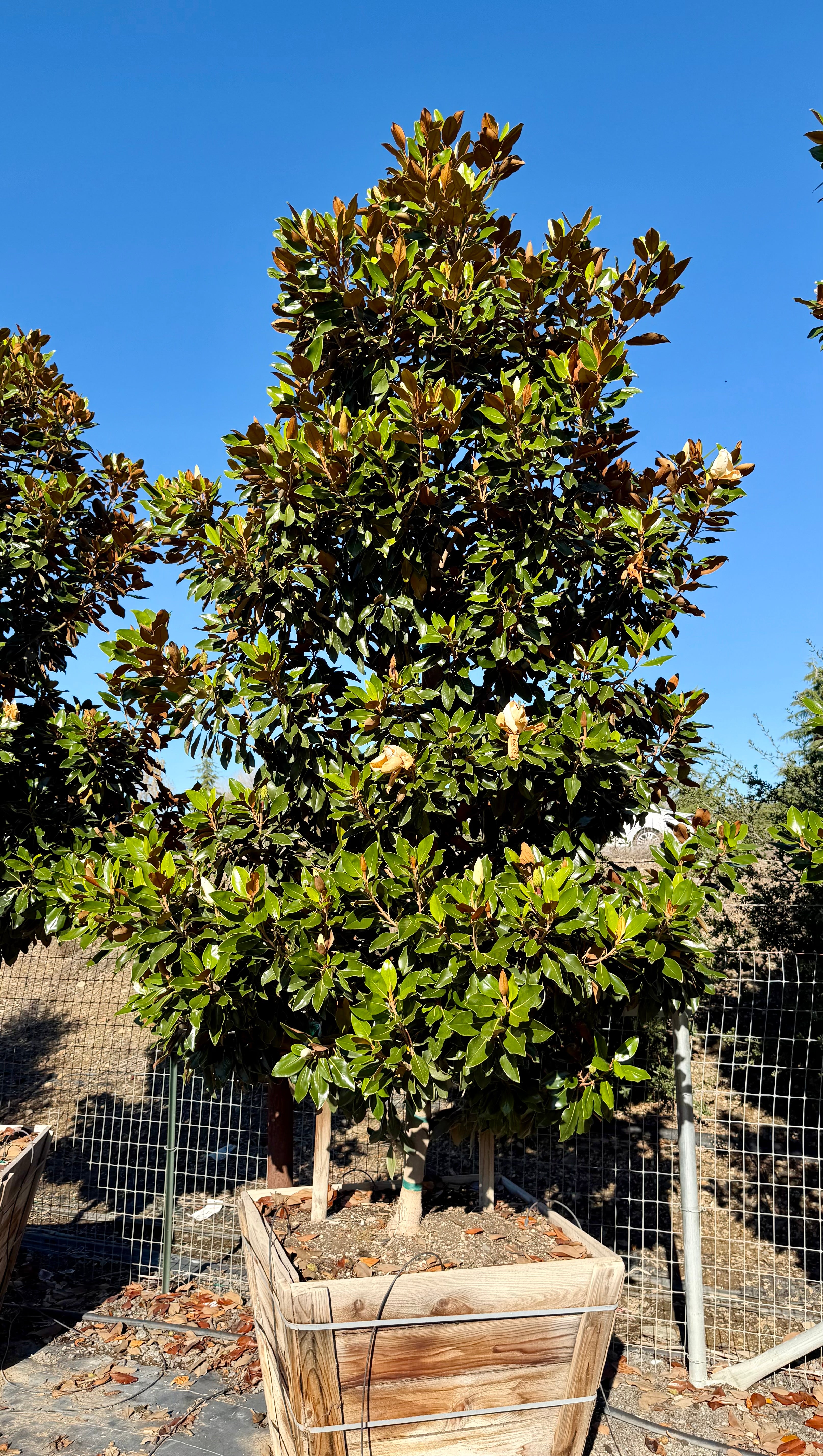 Magnolia Grandiflora 'Little Gem' 36 inch box