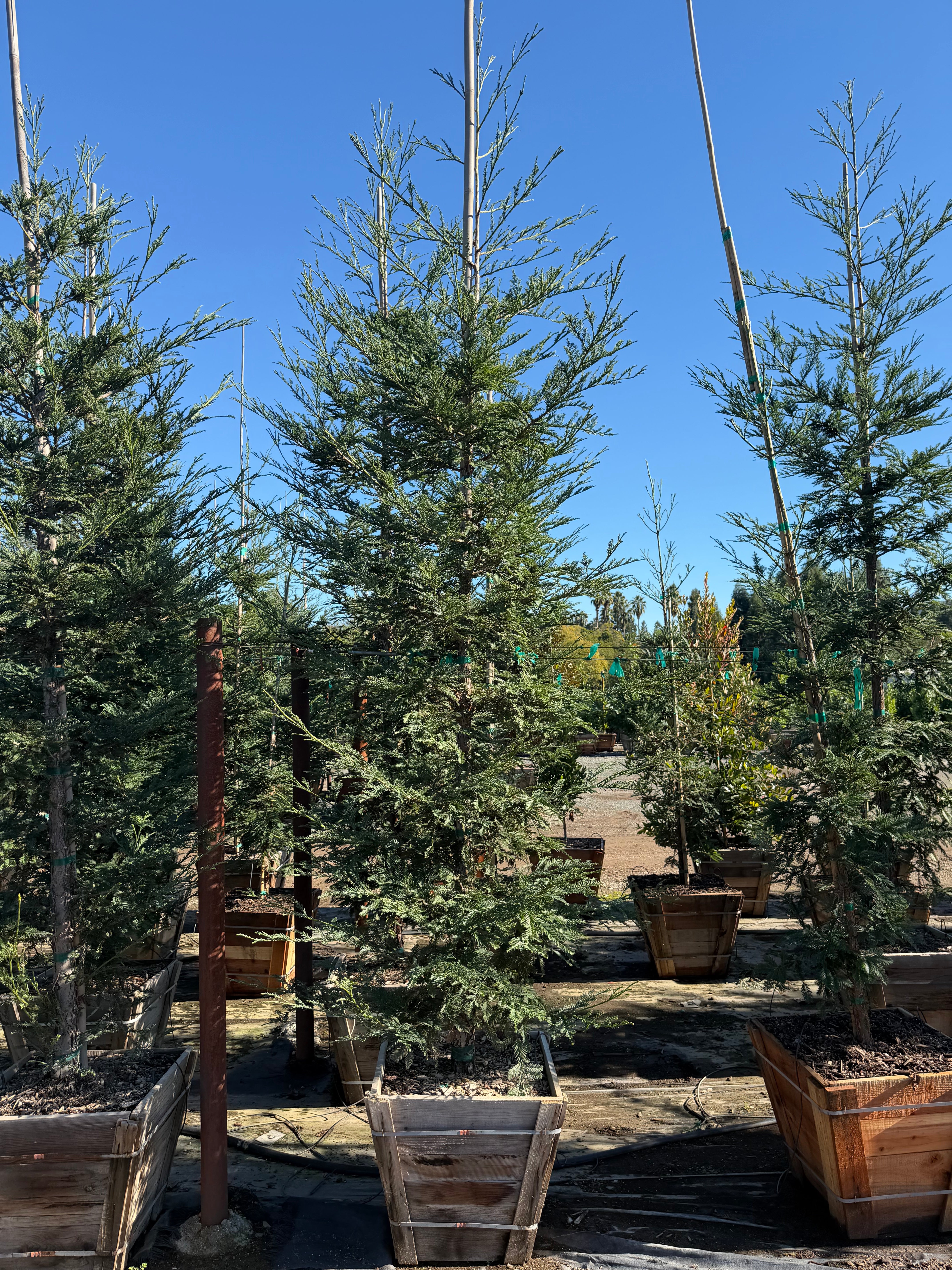 Coastal Redwood (Sequoia Sempervirens) Aptos Blue 24 inch Box
