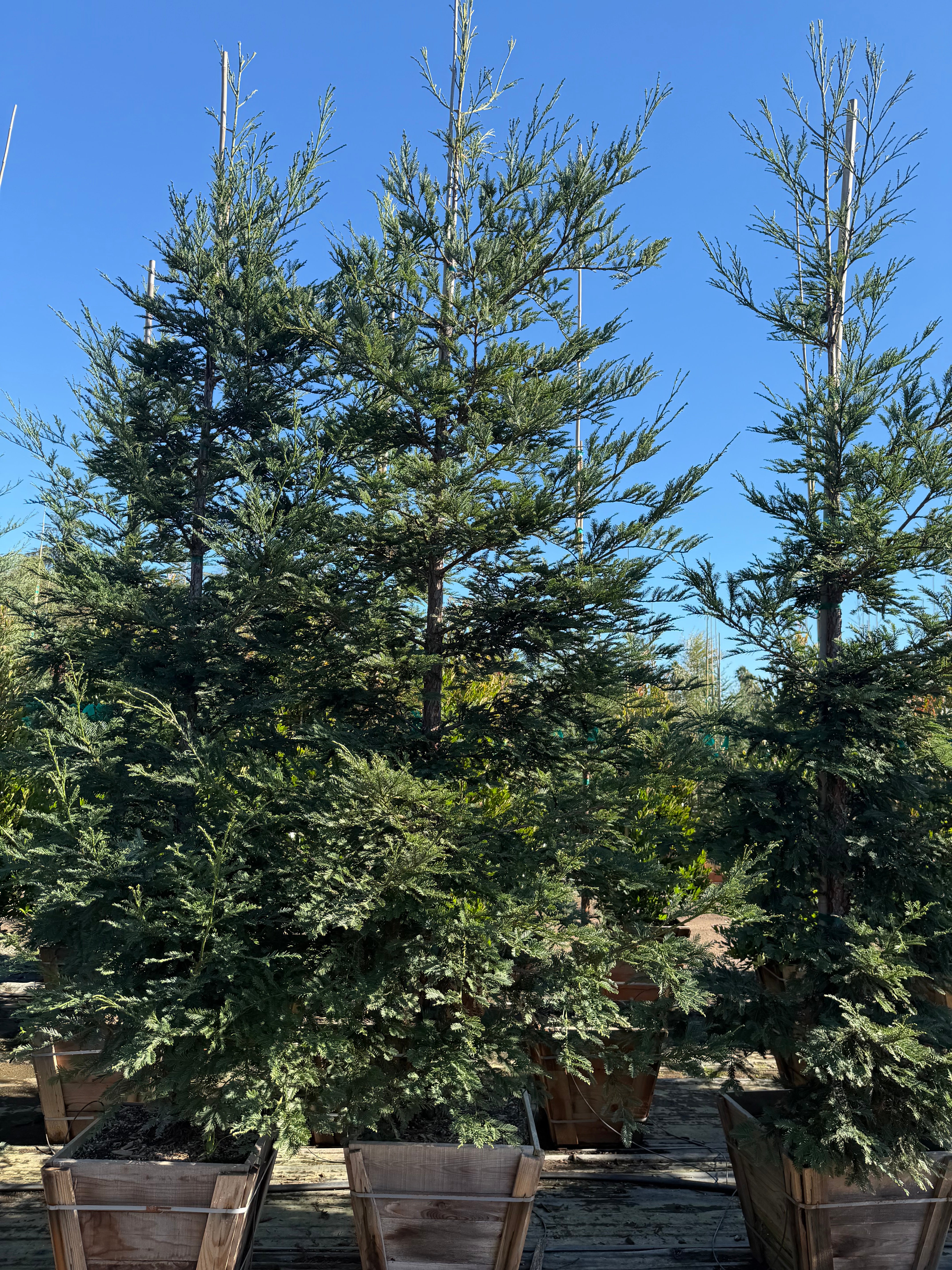 Coastal Redwood (Sequoia Sempervirens) Aptos Blue 24 inch Box