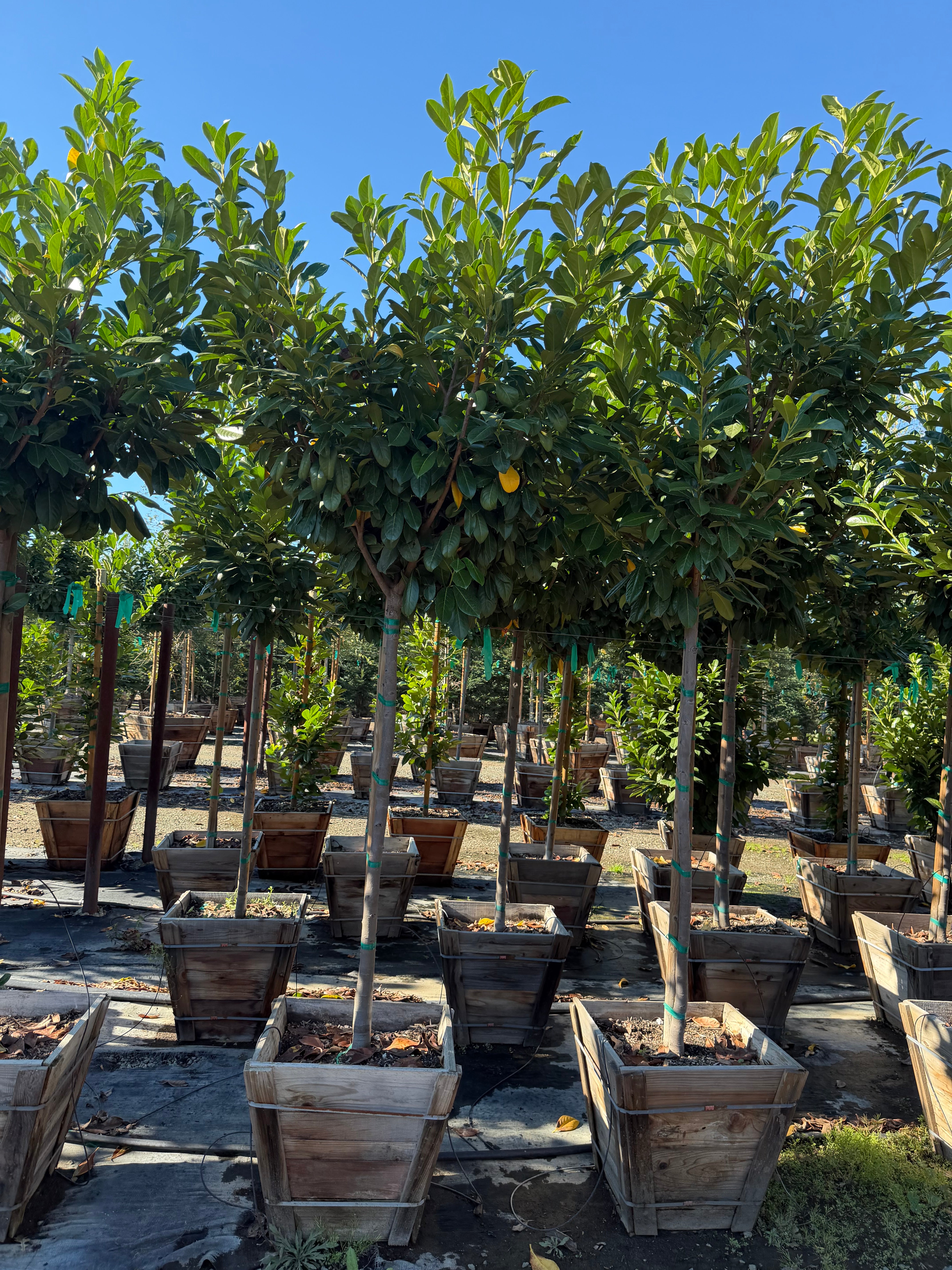 English Laurel (Prunus Laurocerasus) Tree Form 24 inch box