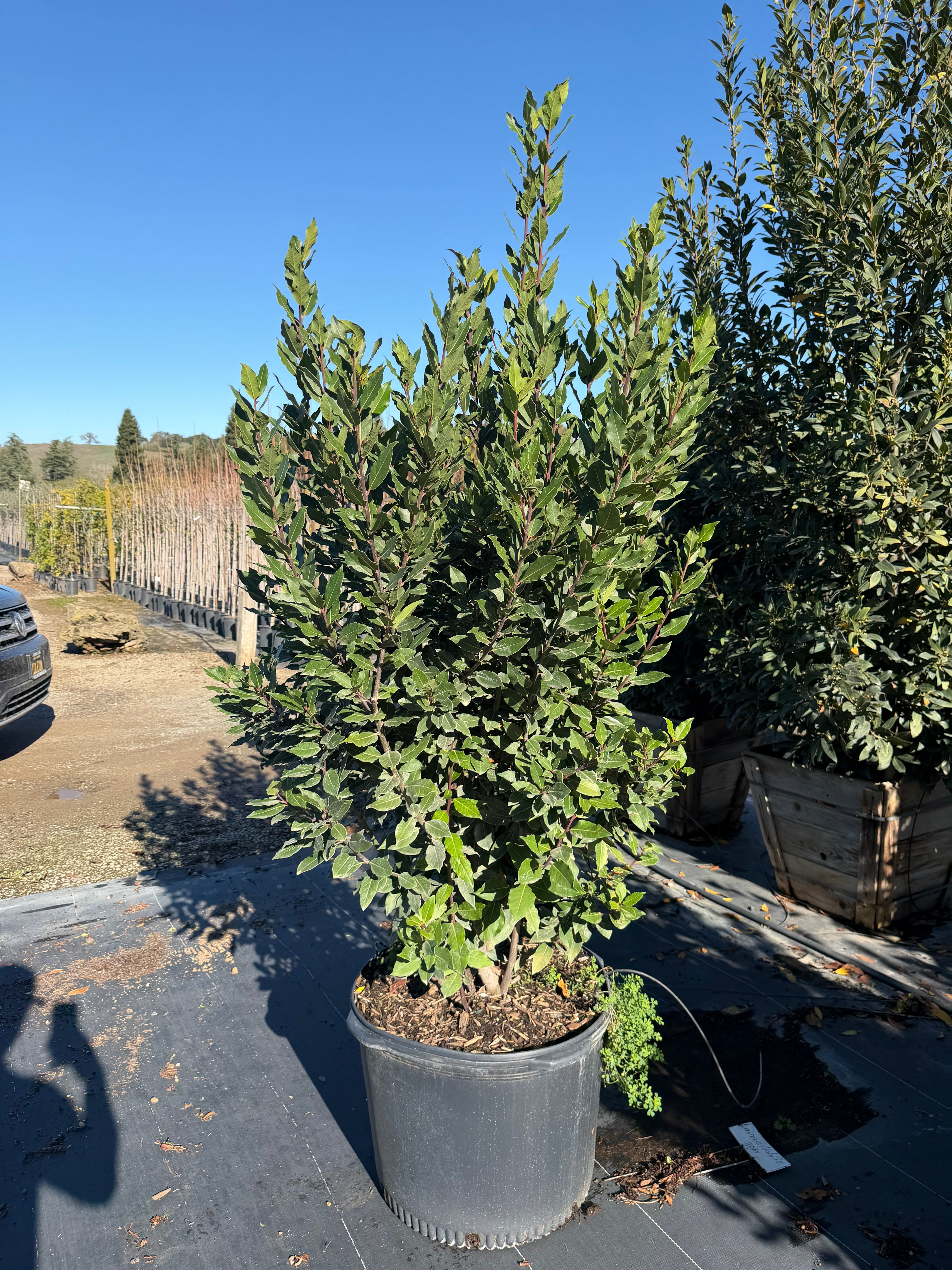 Laurus Nobilis (Sweet Bay Laurel) 25 or 30 Gallon