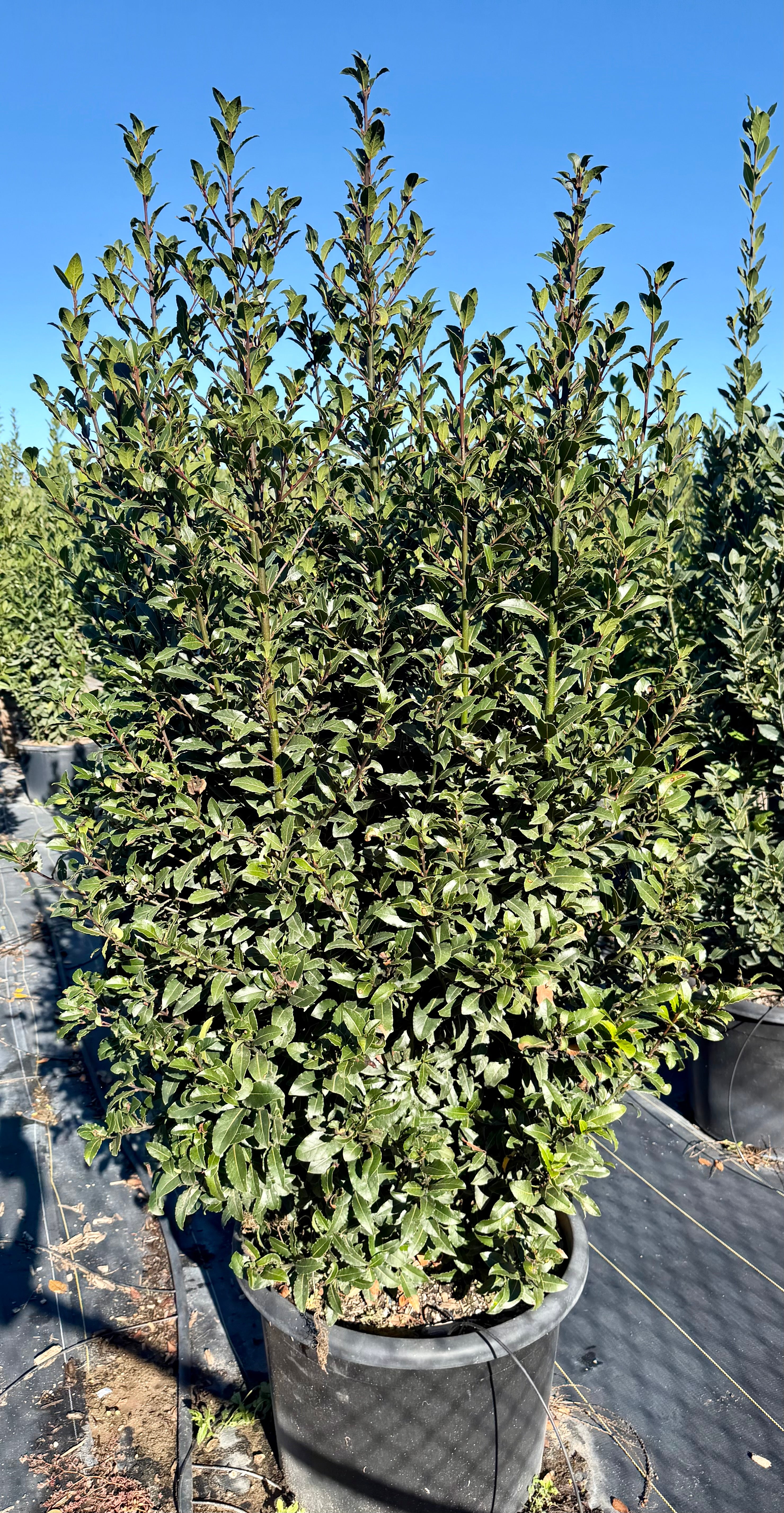 Laurus Nobilis (Sweet Bay Laurel) 25 or 30 Gallon