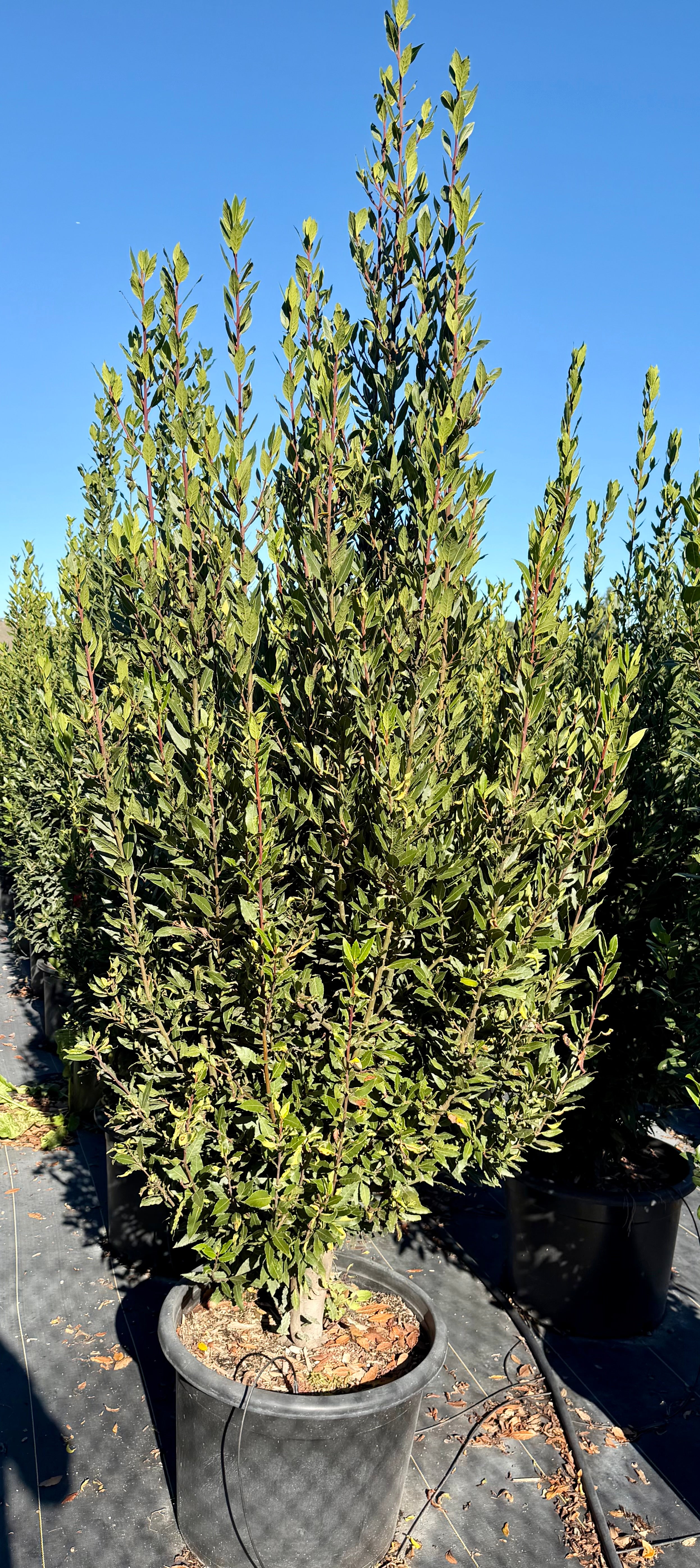 Laurus Nobilis (Sweet Bay Laurel) 25 or 30 Gallon