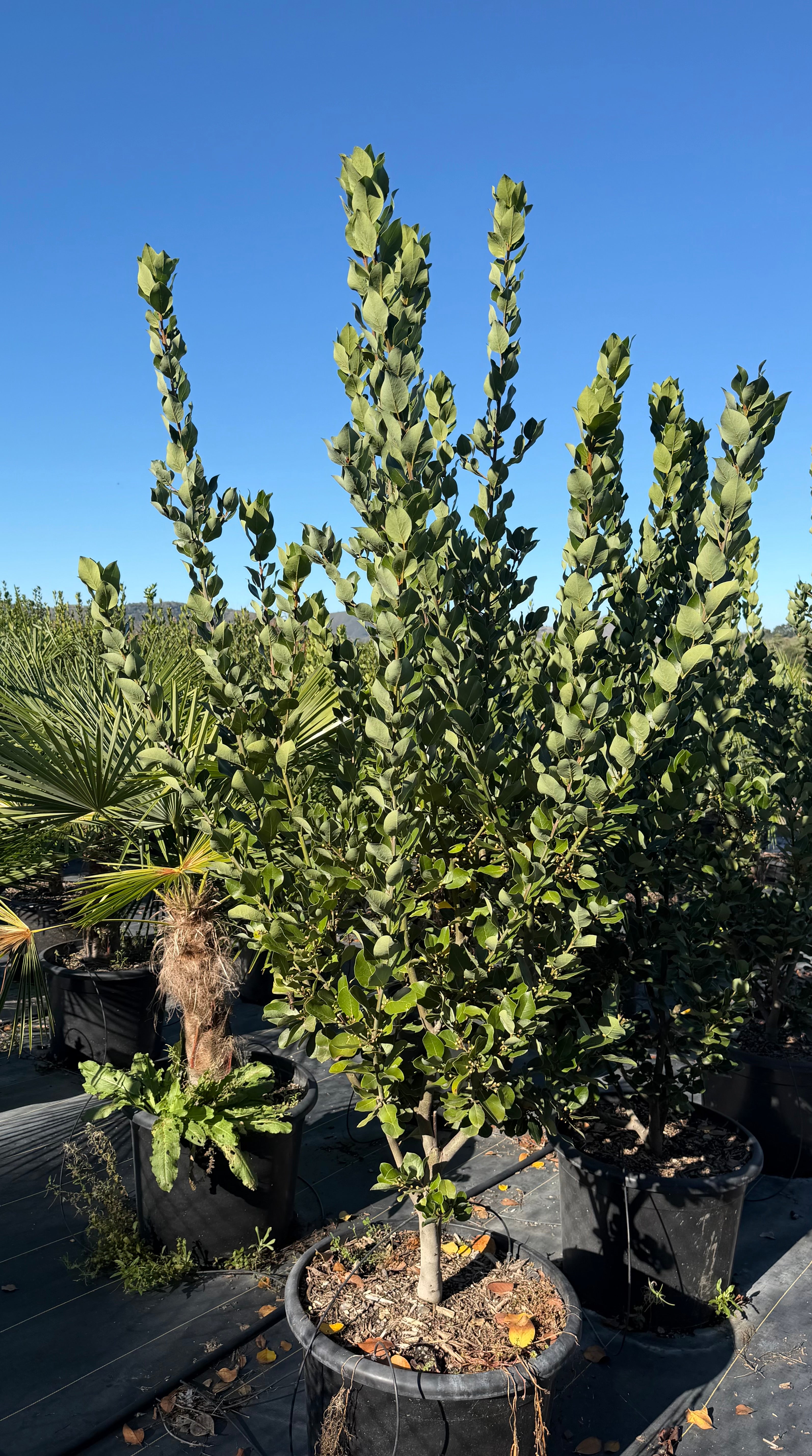 Laurus Nobilis (Saratoga Bay Laurel) 25 or 30 Gallon