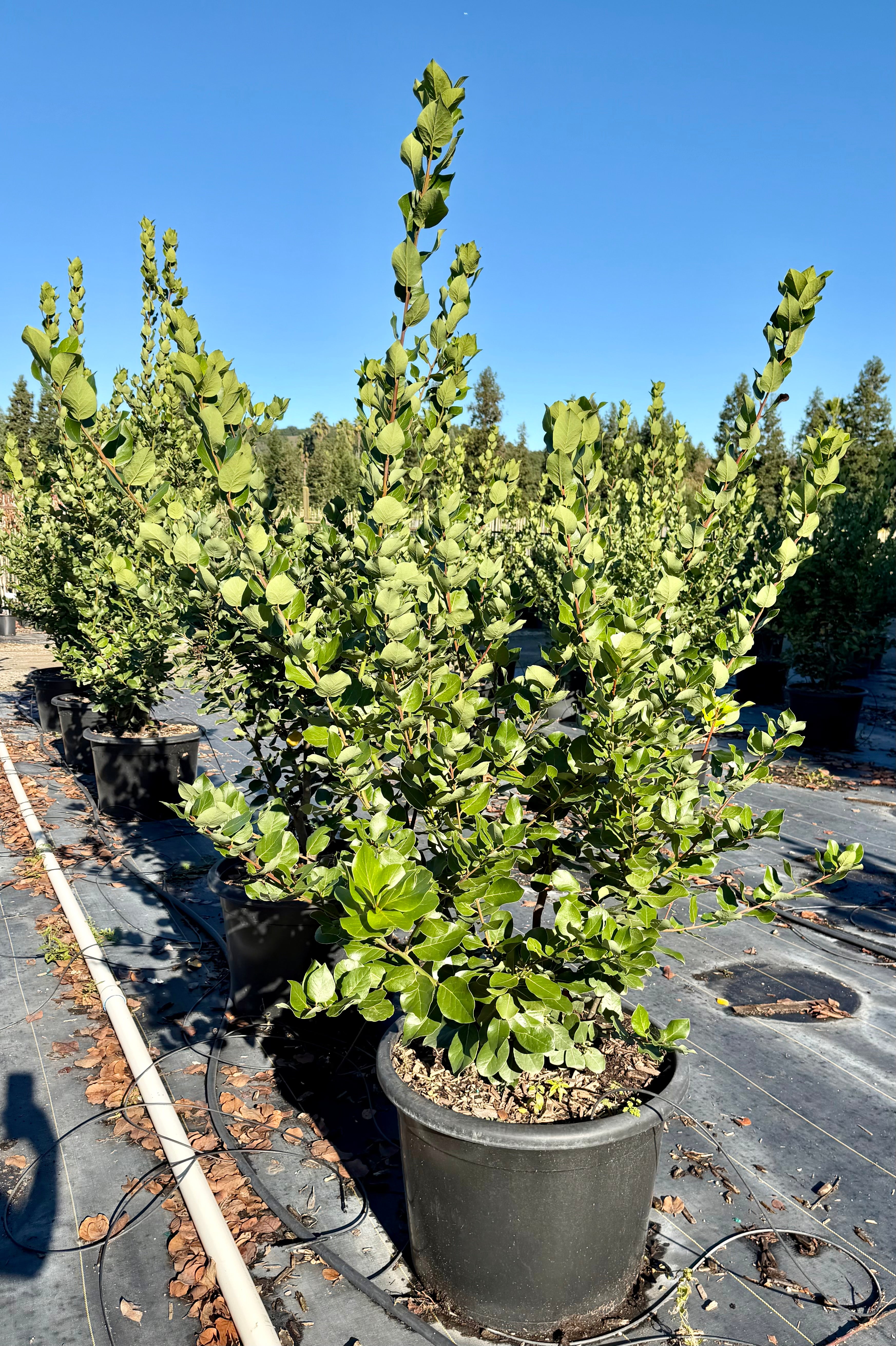 Laurus Nobilis (Saratoga Bay Laurel) 25 or 30 Gallon