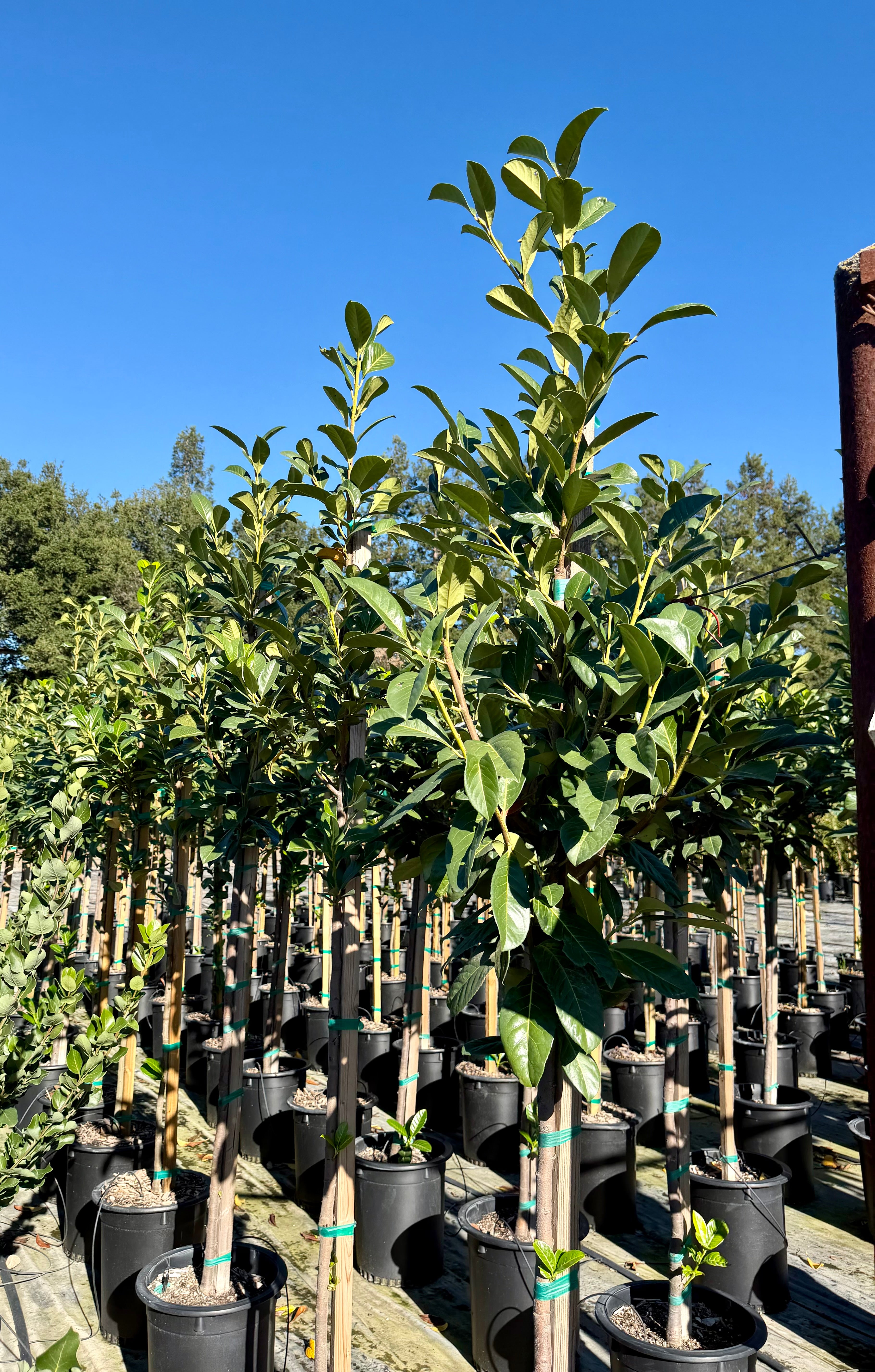 English Laurel (Prunus Laurocerasus) Tree Form 15 Gallon
