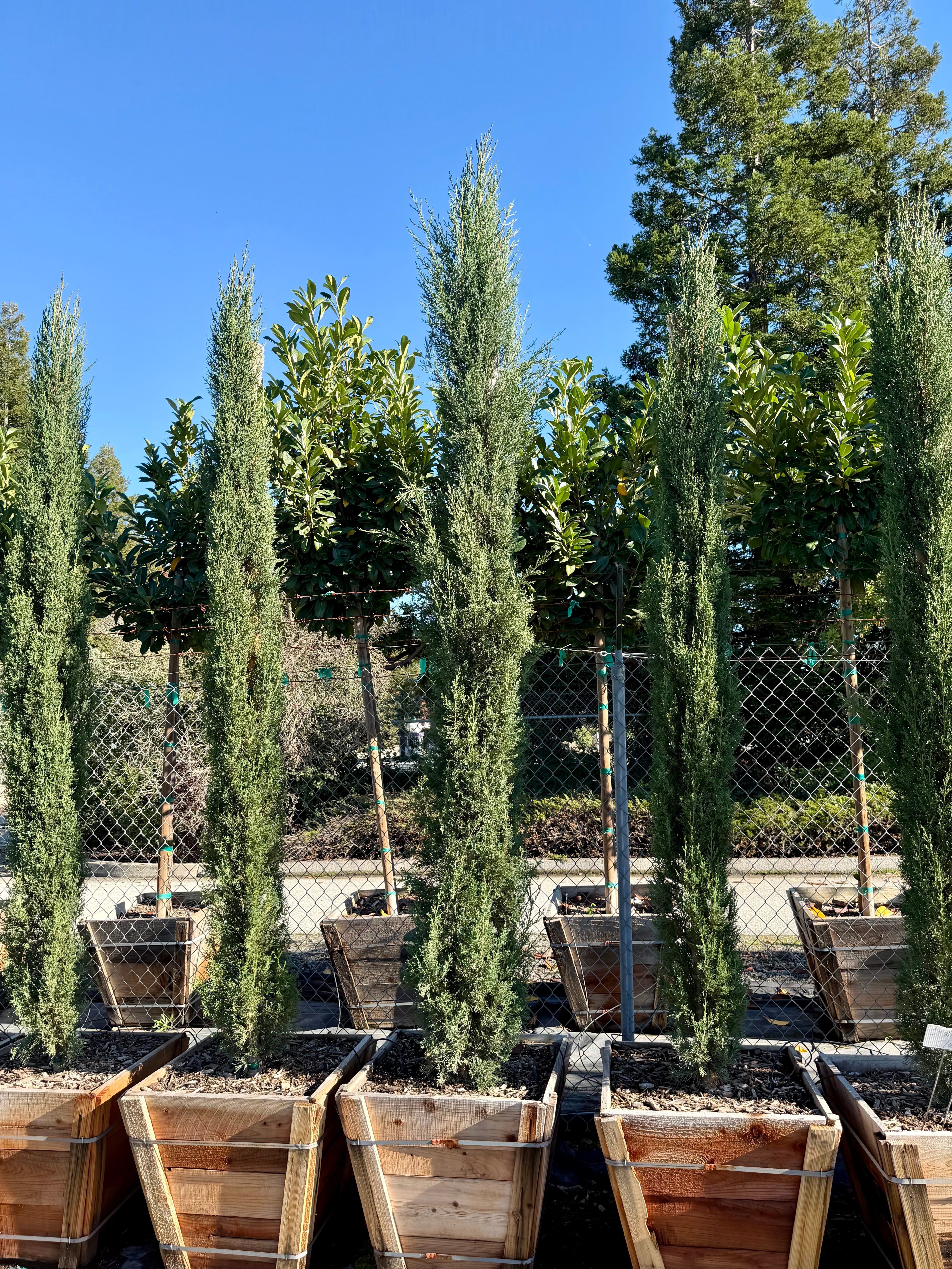 Italian Cypress ( Cupressus Sempervirens) 24 inch box