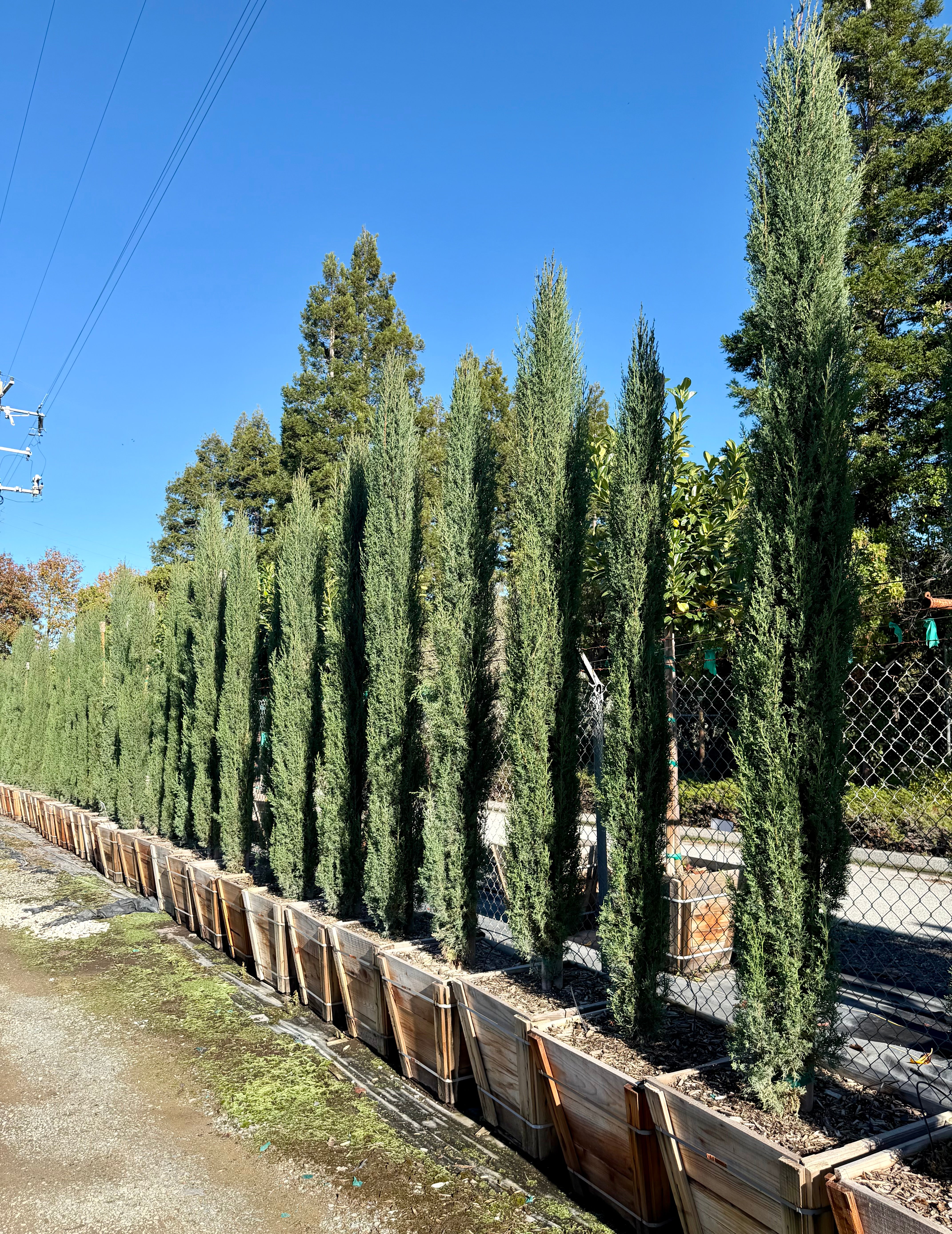 Italian Cypress ( Cupressus Sempervirens) 24 inch box