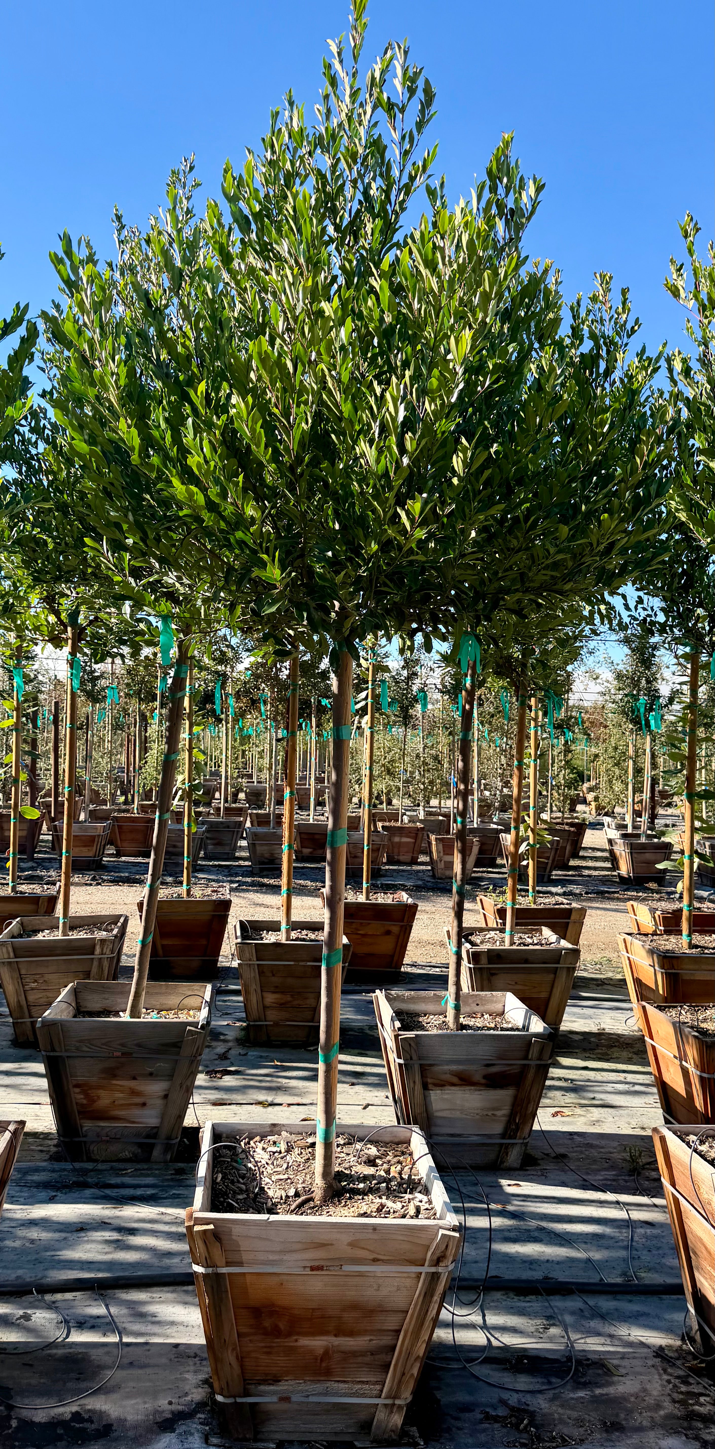 Carolina Cherry Compacta (Prunus Caroliniana) Tree Form 24 inch box