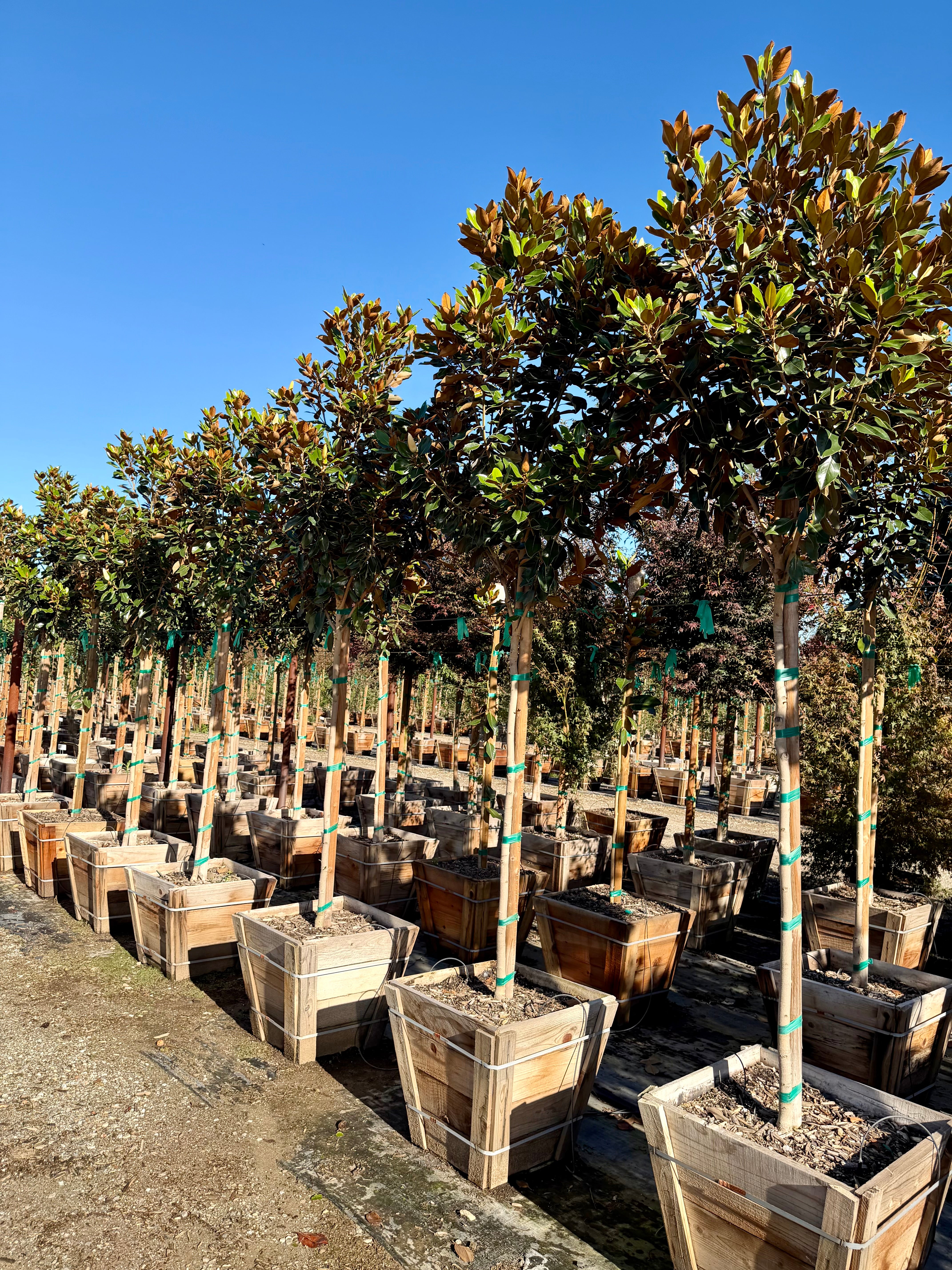 Magnolia Grandiflora (Little Gem) Standard Form 24 inch box