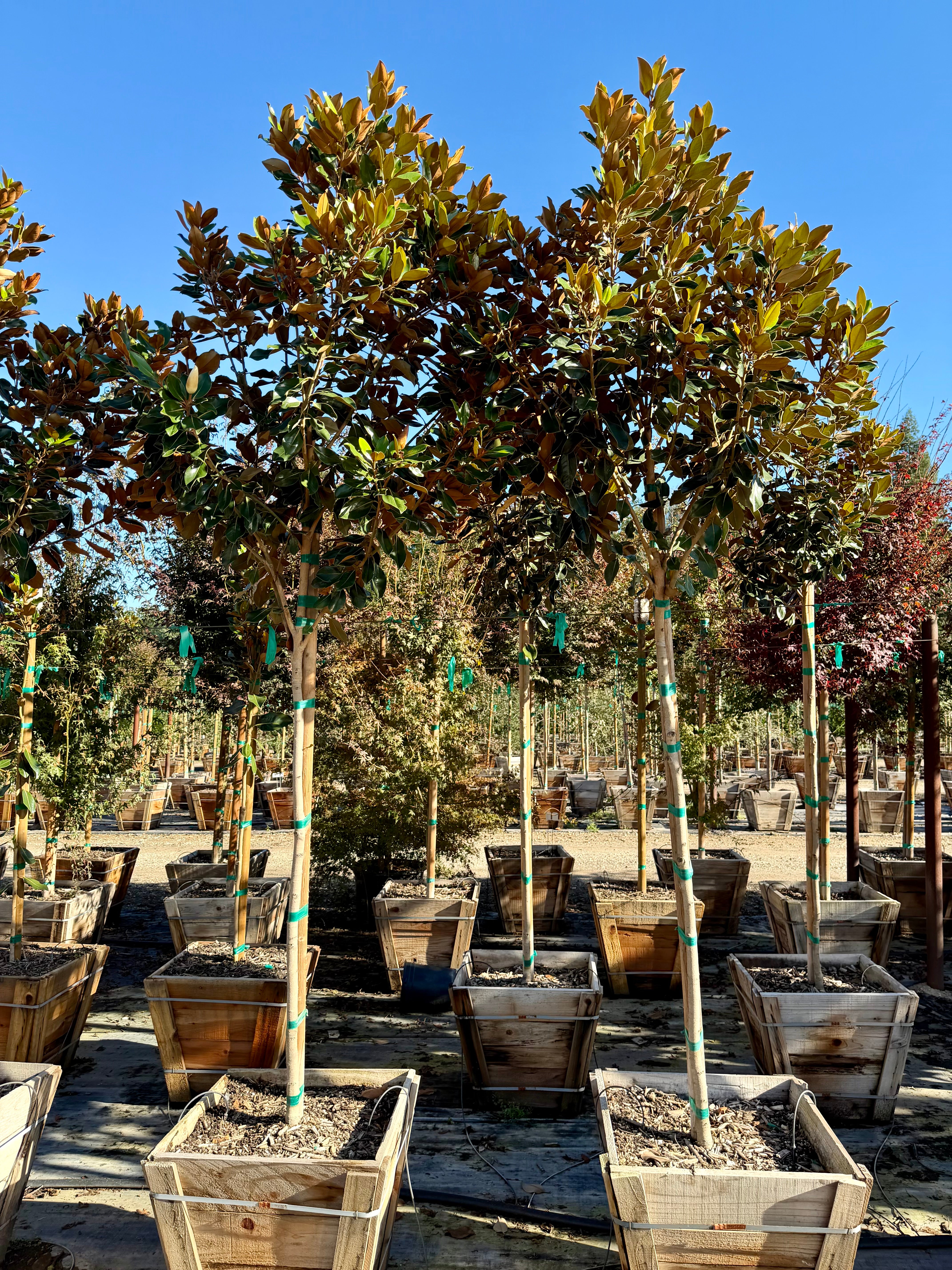 Magnolia Grandiflora (Little Gem) Standard Form 24 inch box