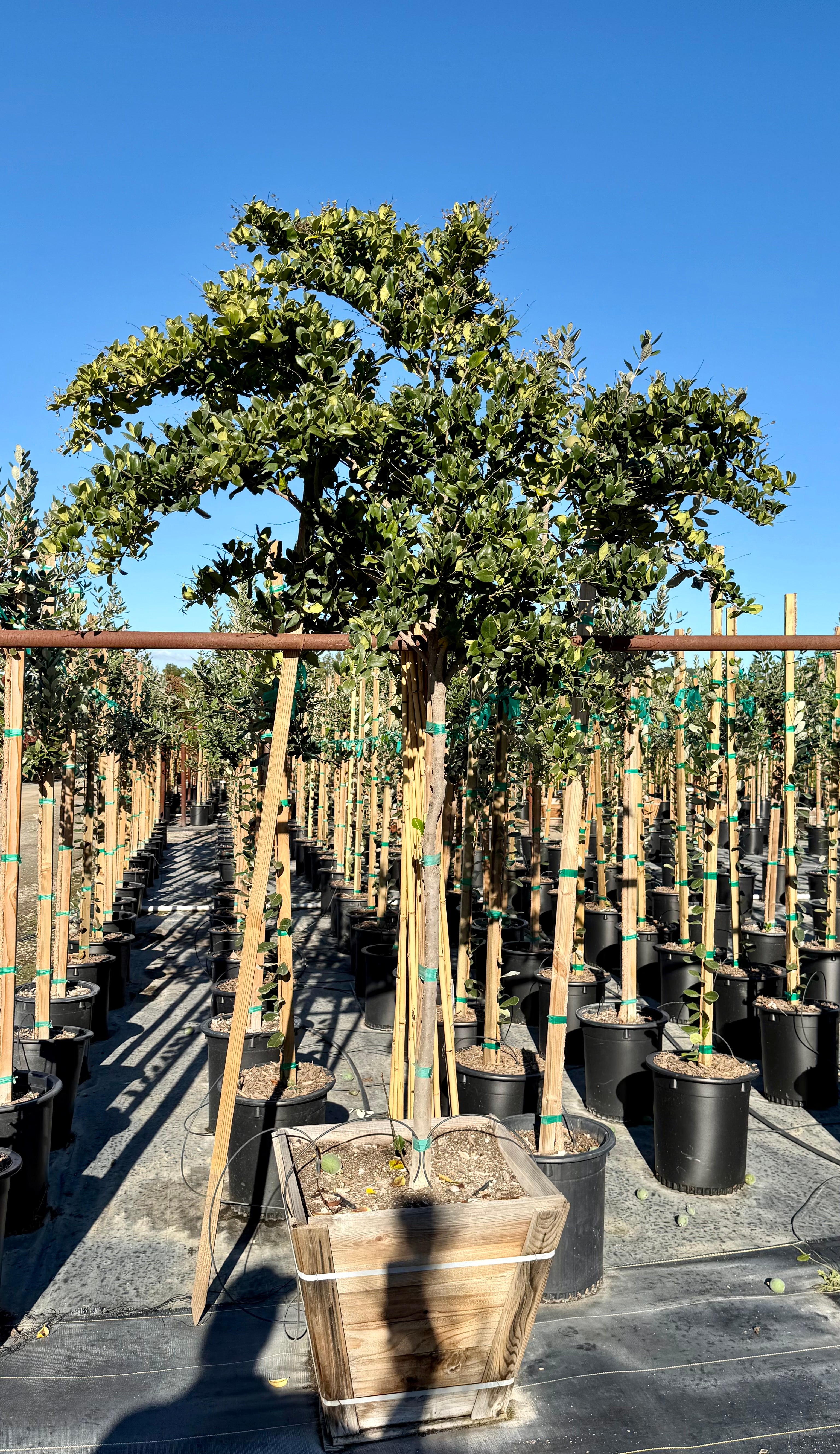 Wax Leaf Privet (Ligustrum japonicum) Tree Form 24 inch box