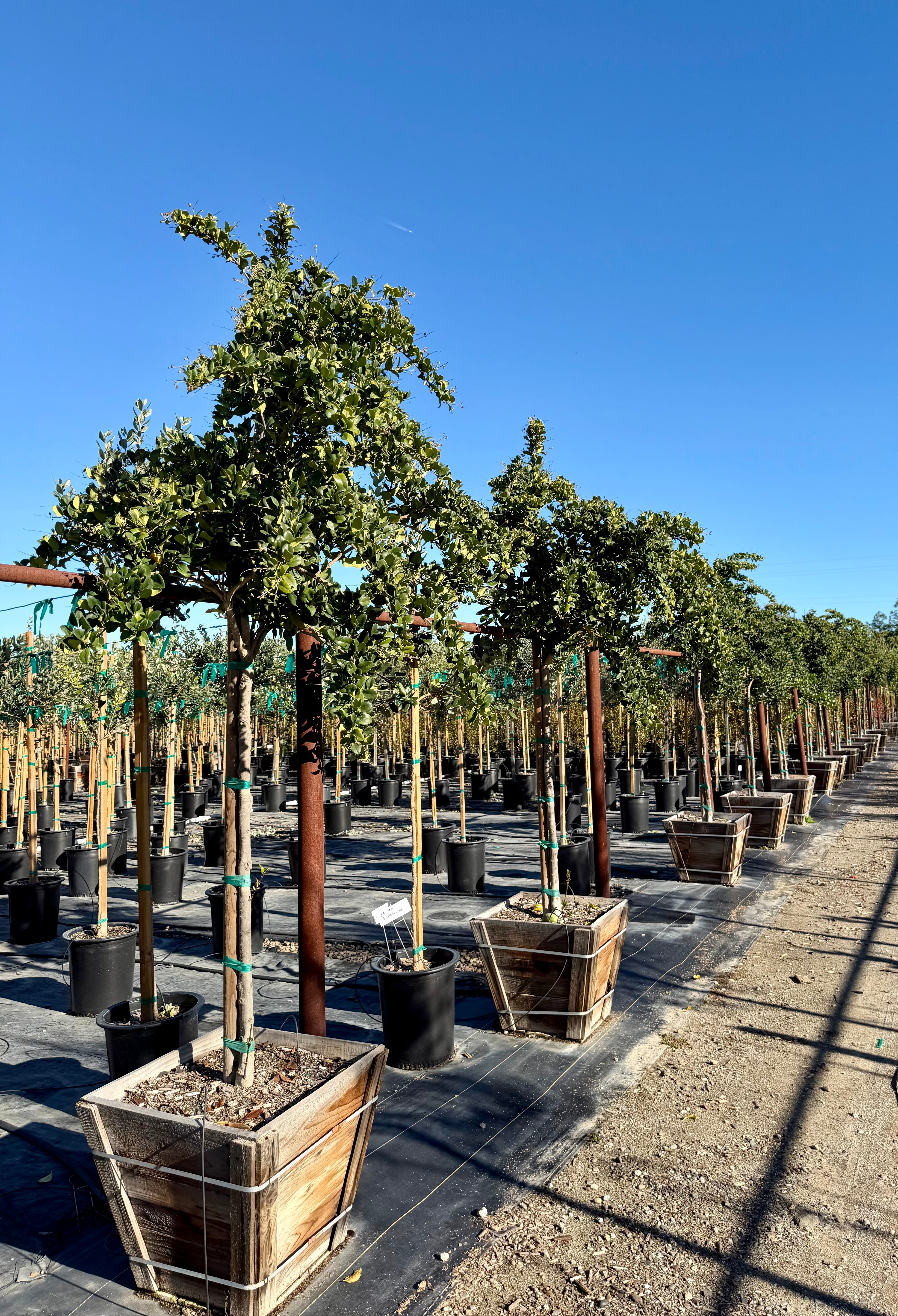 Wax Leaf Privet (Ligustrum japonicum) Tree Form 24 inch box