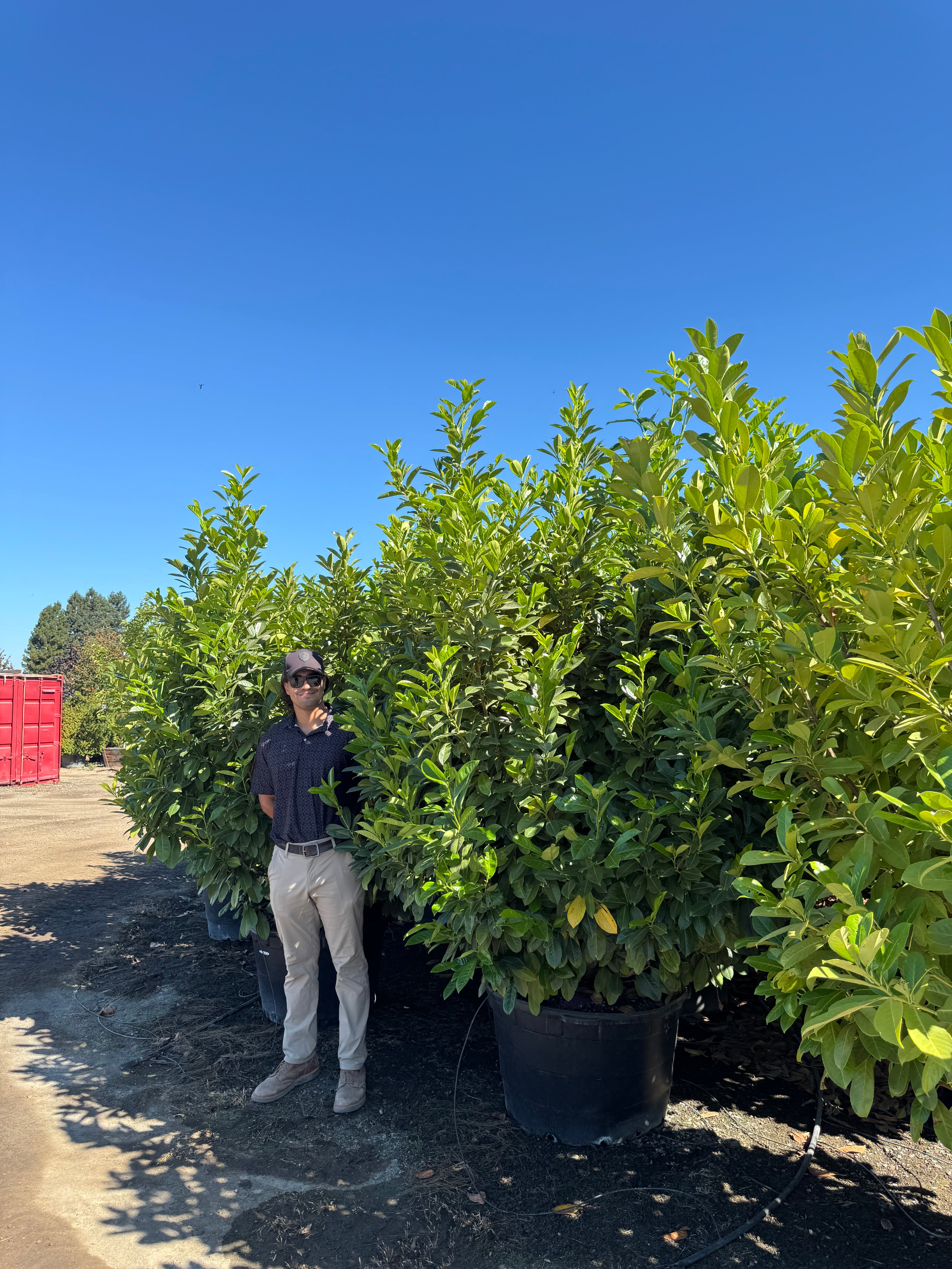 English Laurel (Prunus Laurocerasus) Column 45 Gallon