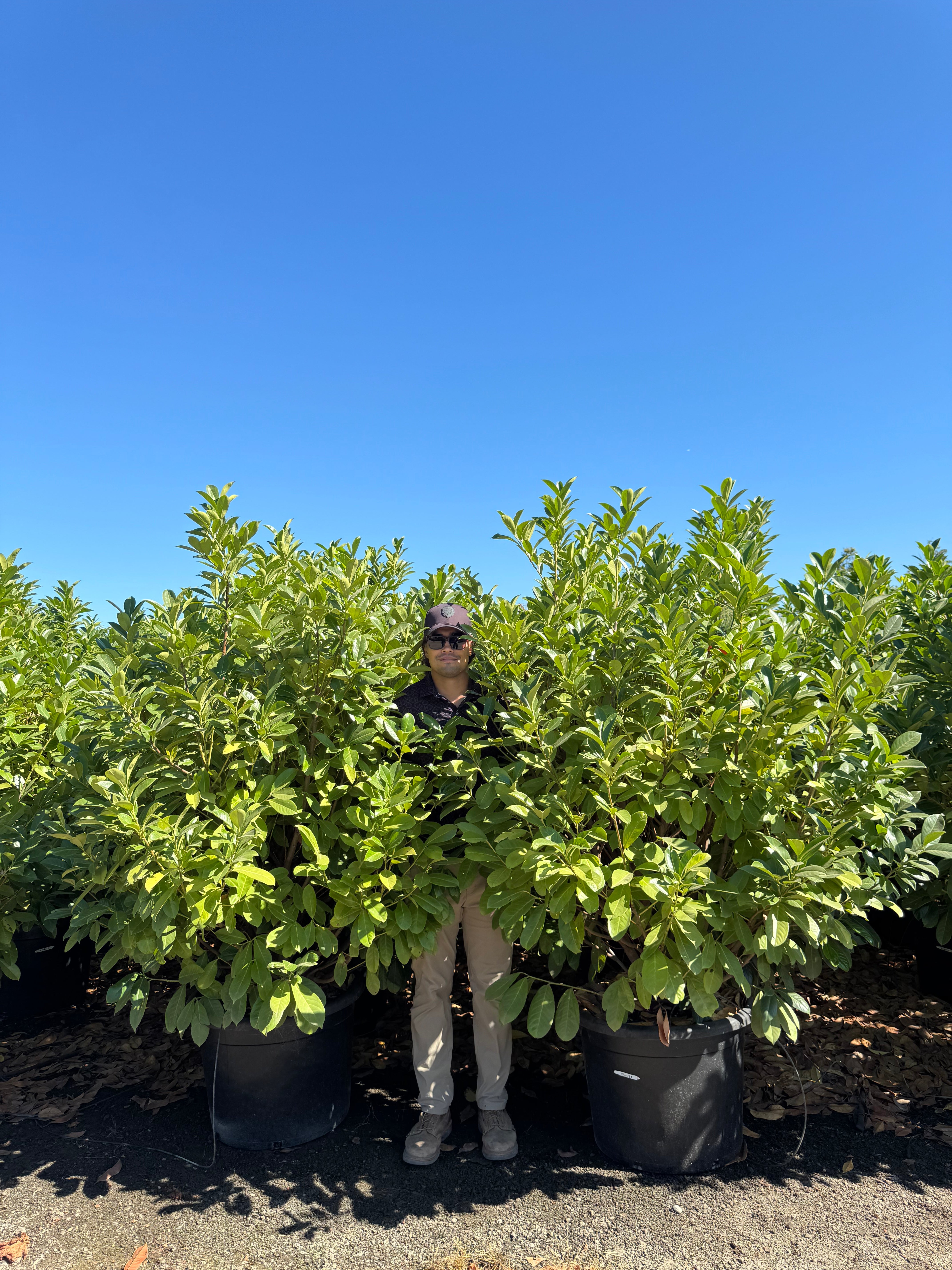 English Laurel (Prunus Laurocerasus) Column 45 Gallon