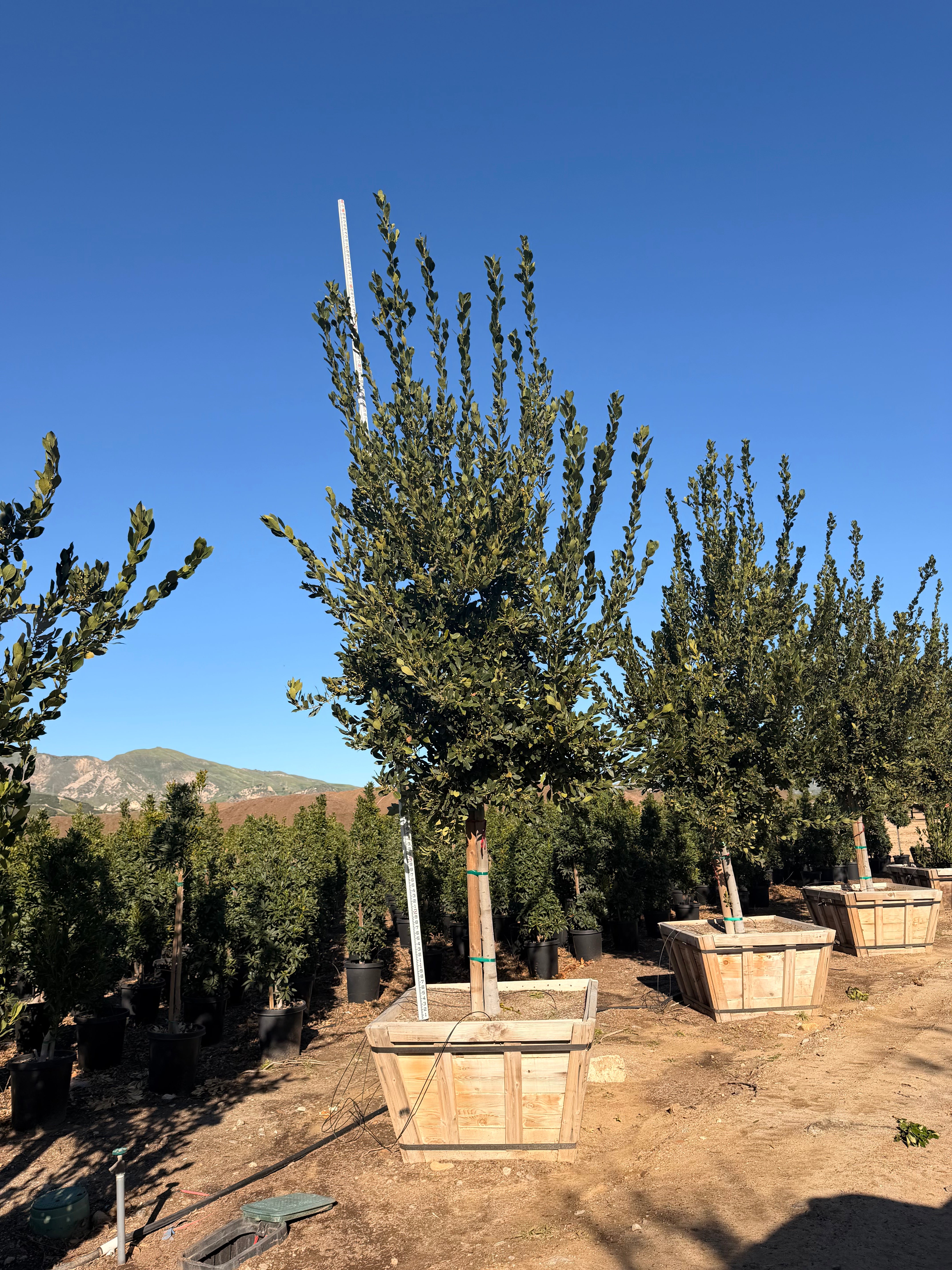 Laurus Nobilis (Sweet Bay Laurel) Standard Trunk 48 inch box