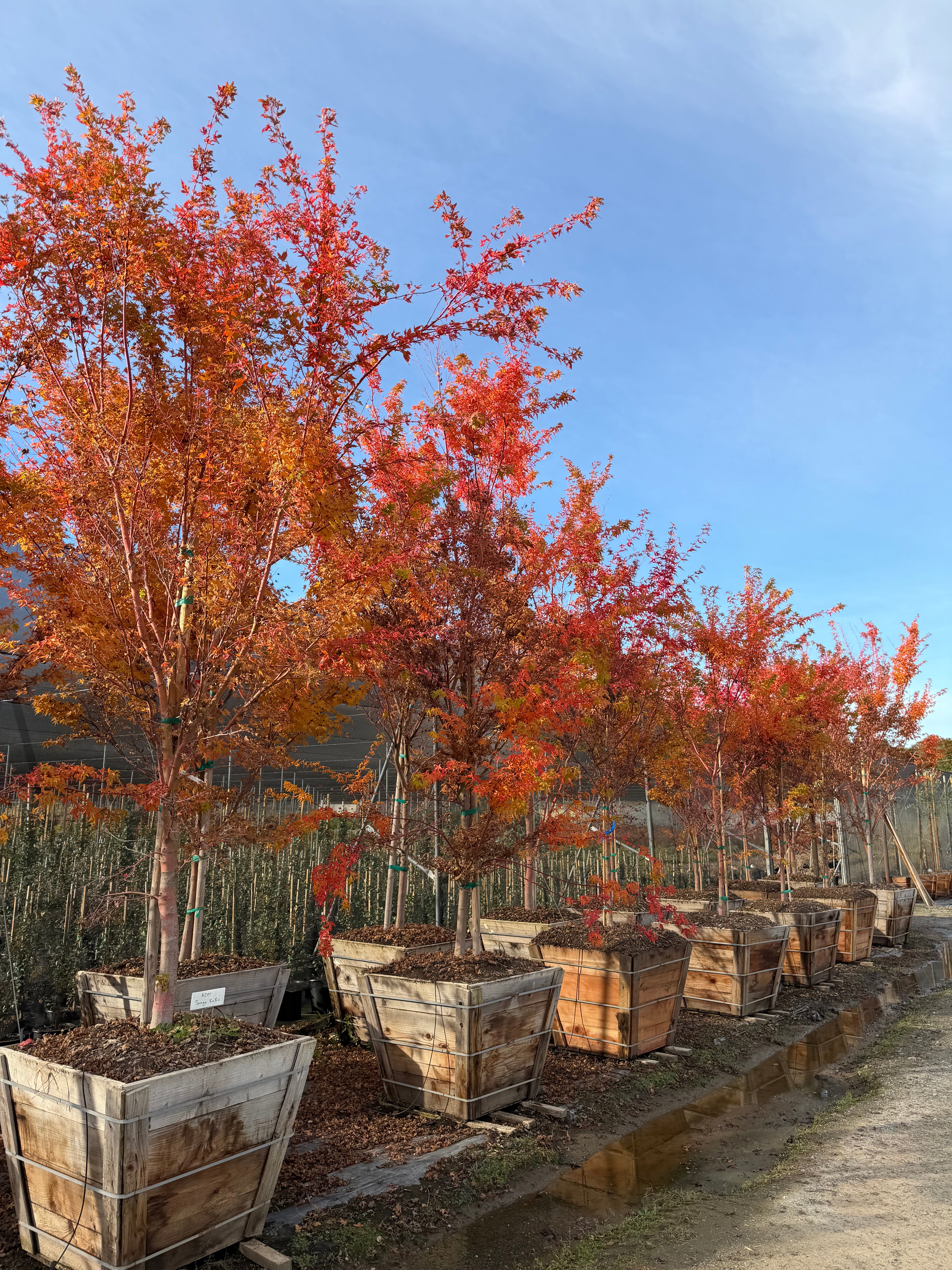 Acer Palmatum (Sango Kaku) Coral Bark Maple 36 inch box