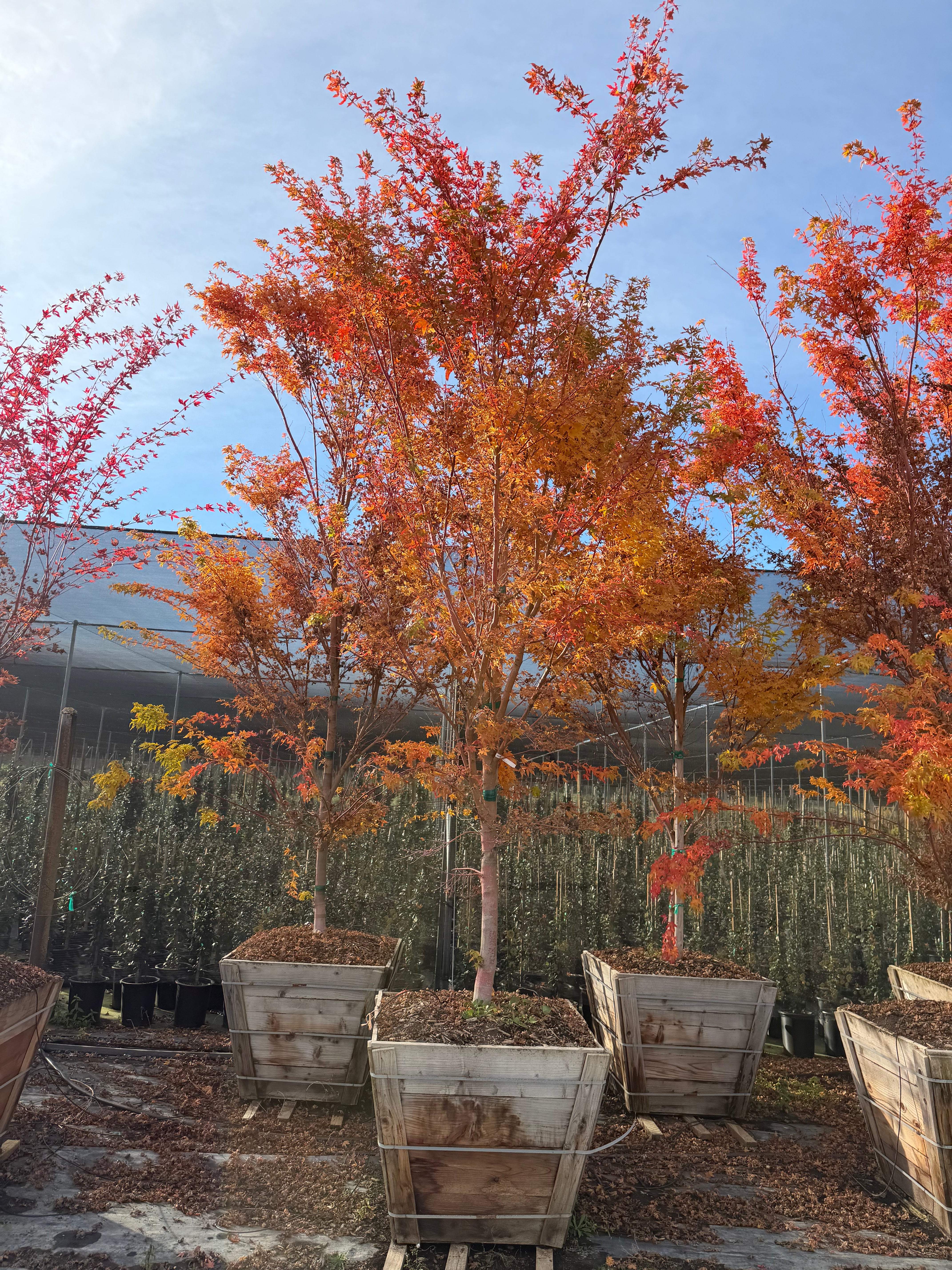 Acer Palmatum (Sango Kaku) Coral Bark Maple 36 inch box