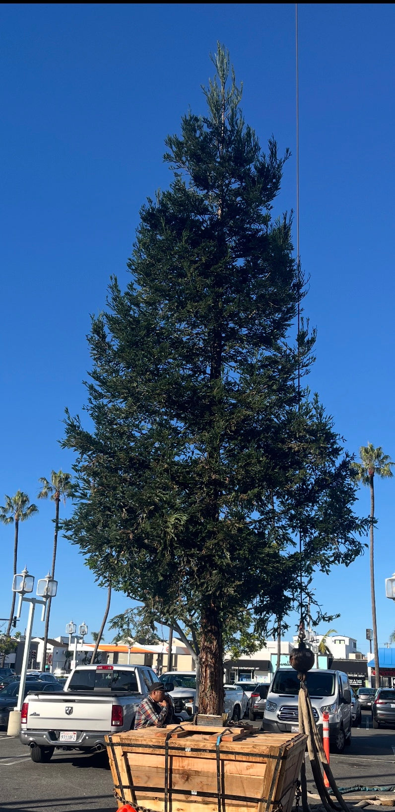 Coastal Redwood (Sequoia sempervirens) Aptos Blue  72 inch box