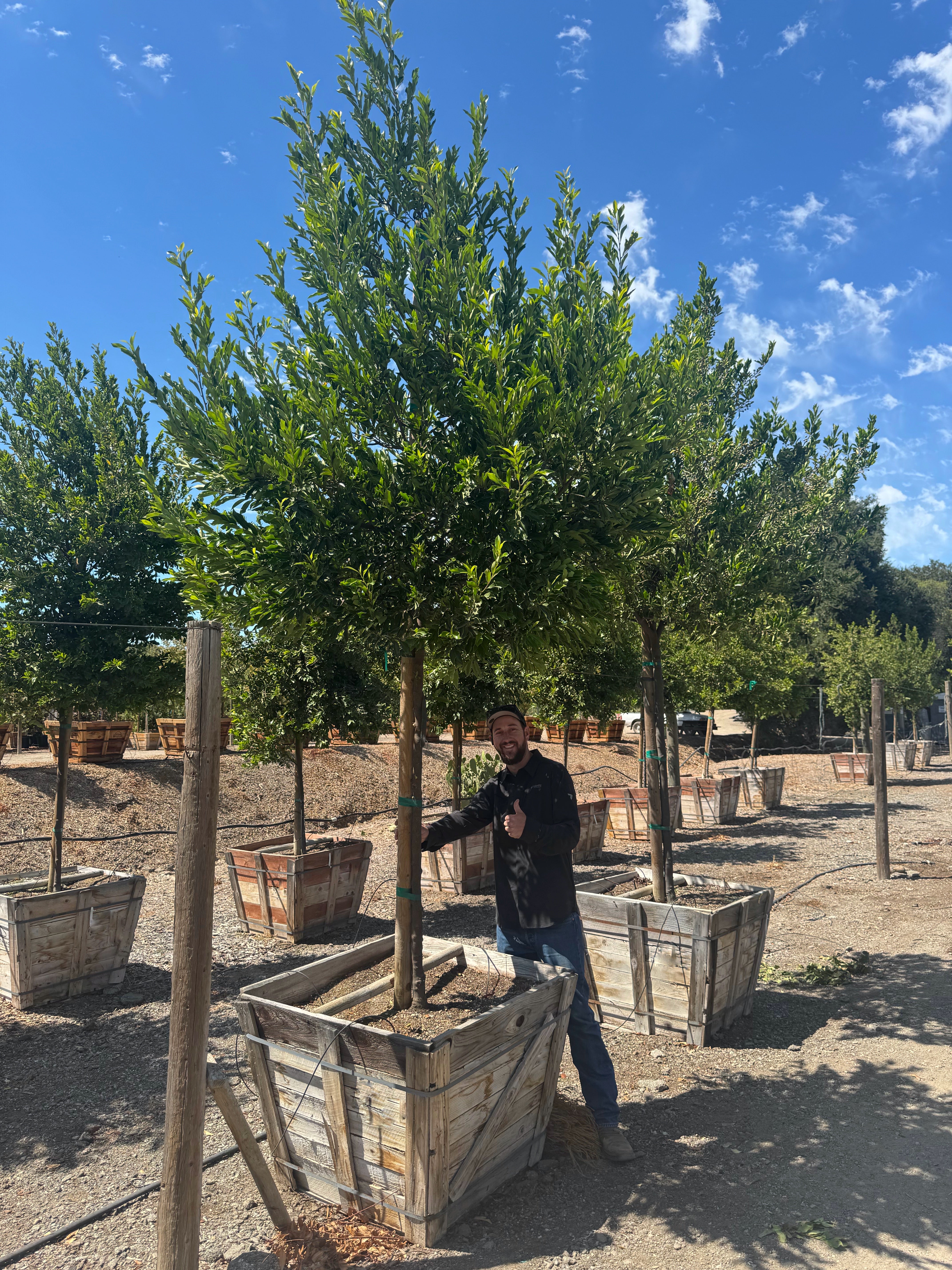 Carolina Cherry Compacta (Prunus Caroliniana) Tree Form 36 inch box