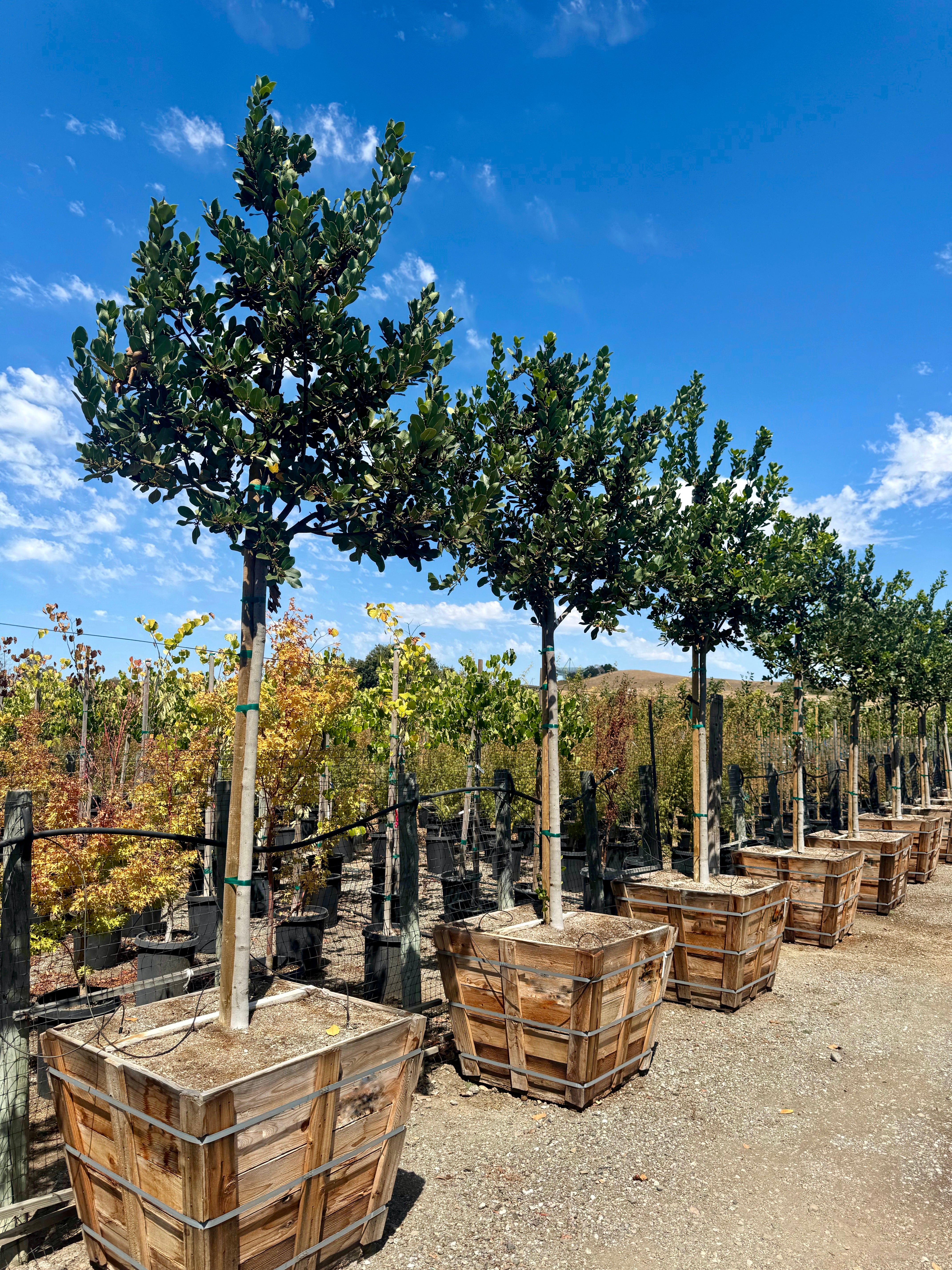 Laurus Nobilis (Sweet Bay Laurel) Standard Trunk 36 inch box