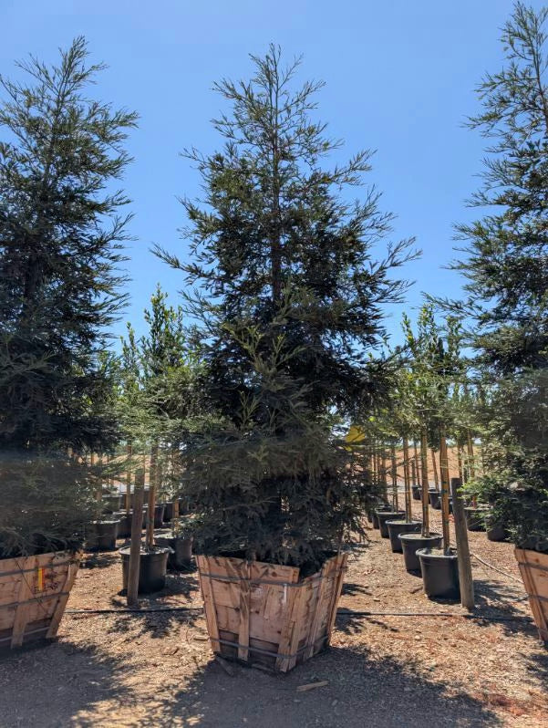 Coastal Redwood (Sequoia Sempervirens) Aptos Blue 36 inch Box