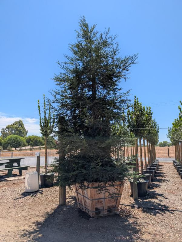 Coastal Redwood (Sequoia Sempervirens) Aptos Blue 36 inch Box