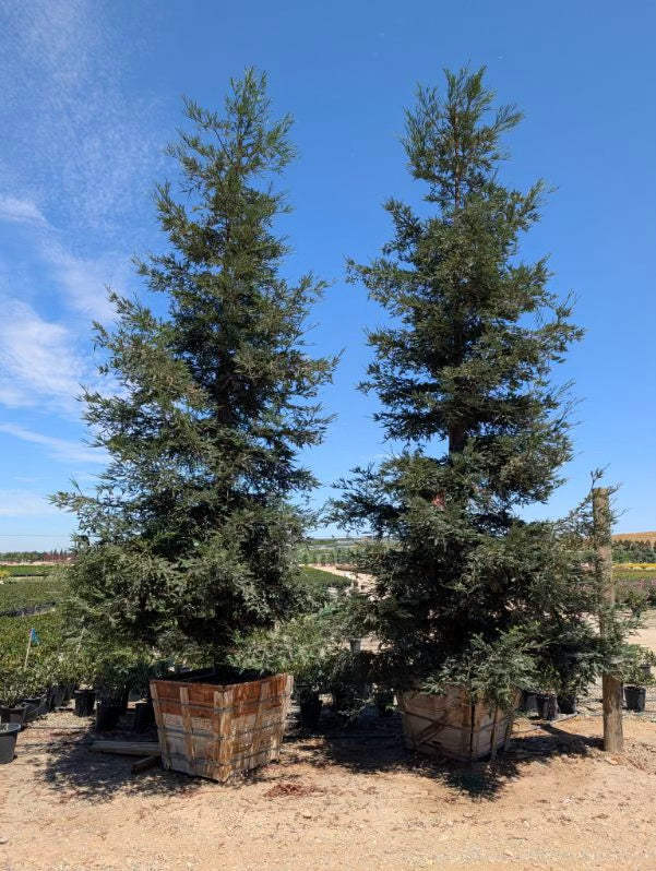 Coastal Redwood (Sequoia Sempervirens) Aptos Blue 36 inch Box