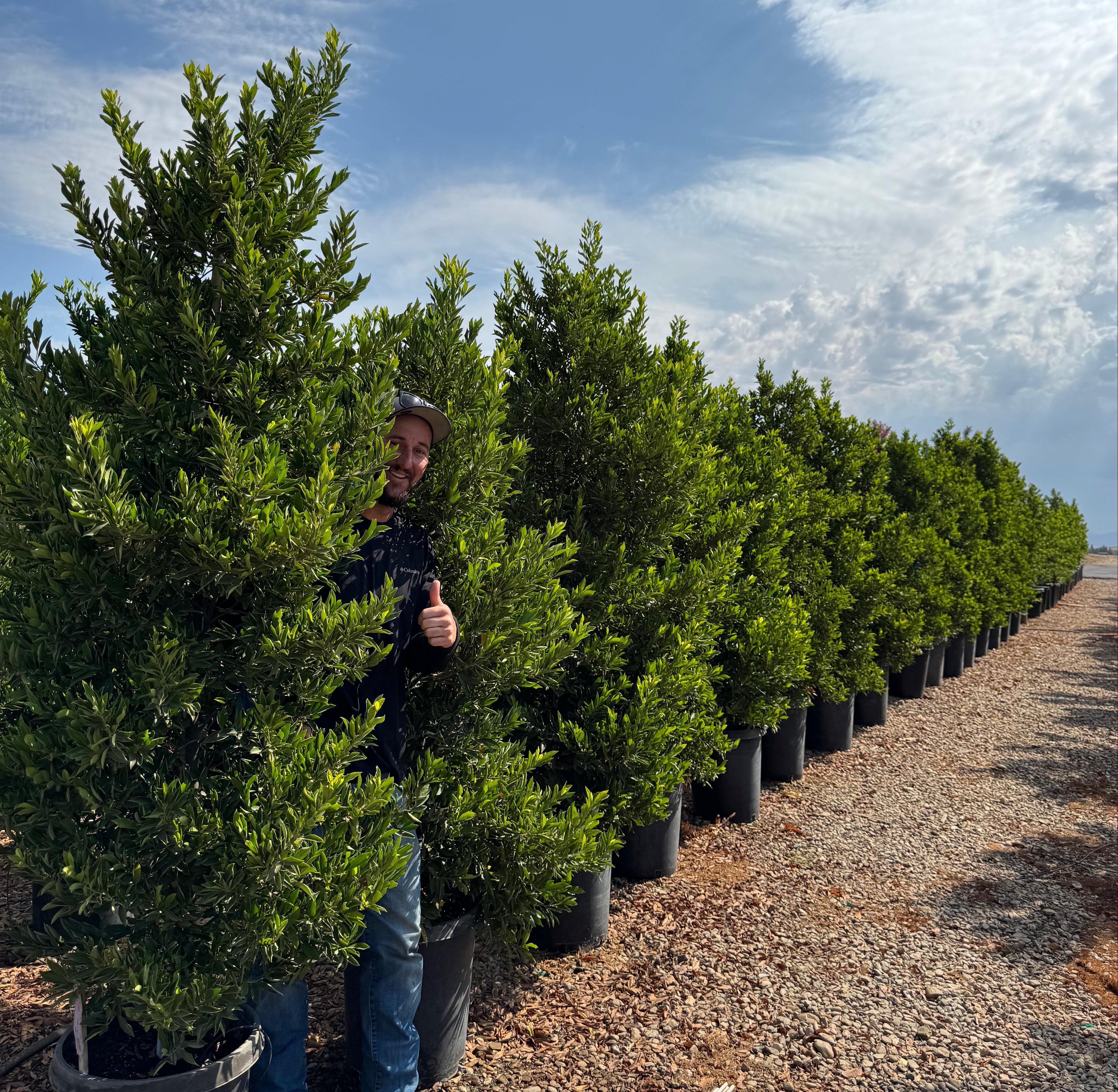 Carolina Cherry Compacta (Prunus Caroliniana) Column 15 Gallon