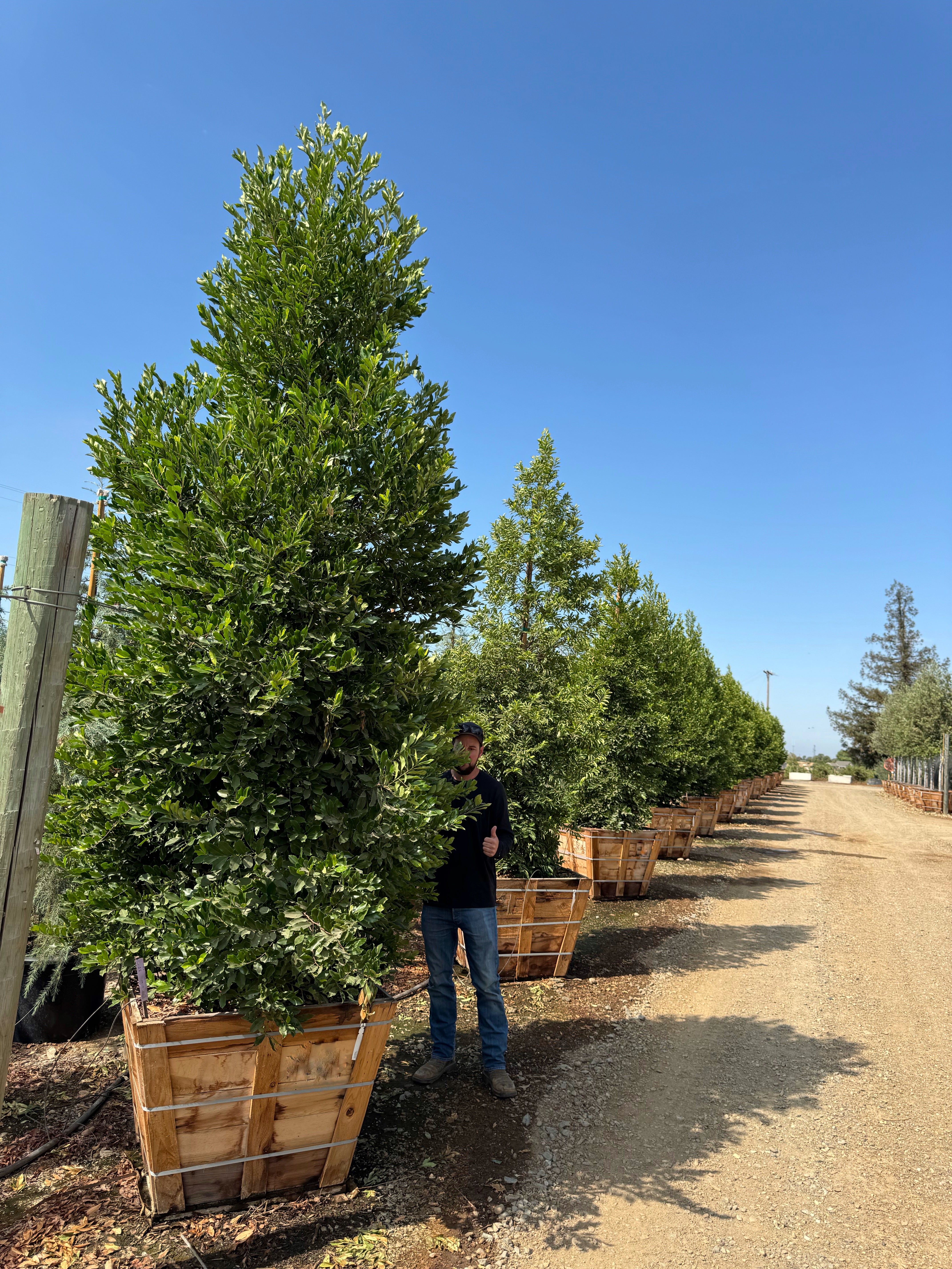 Carolina Cherry Compacta (Prunus Caroliniana) Column 36 inch box