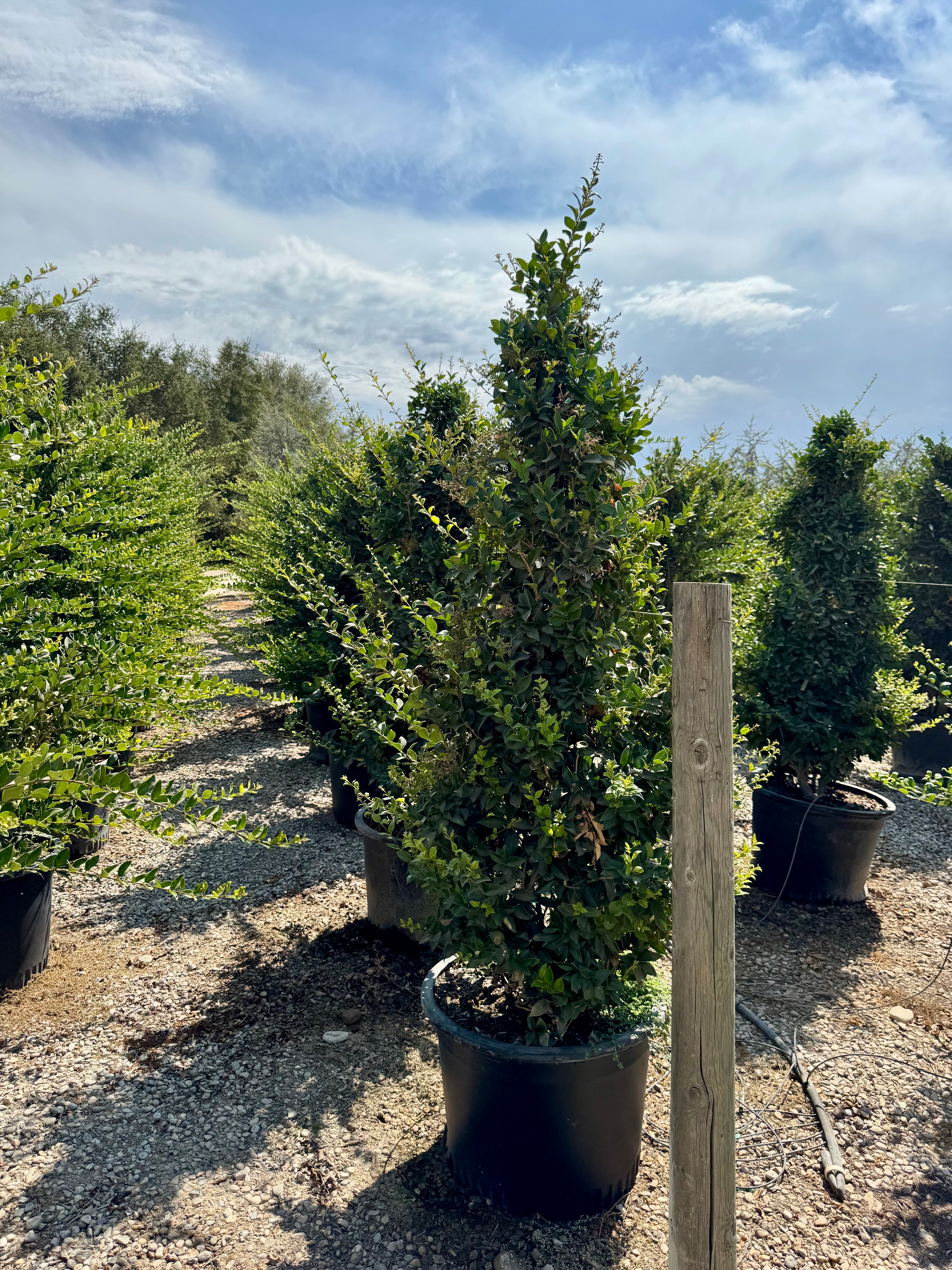 Wax Leaf Privet (Ligustrum Japonicum) 30 Gallon
