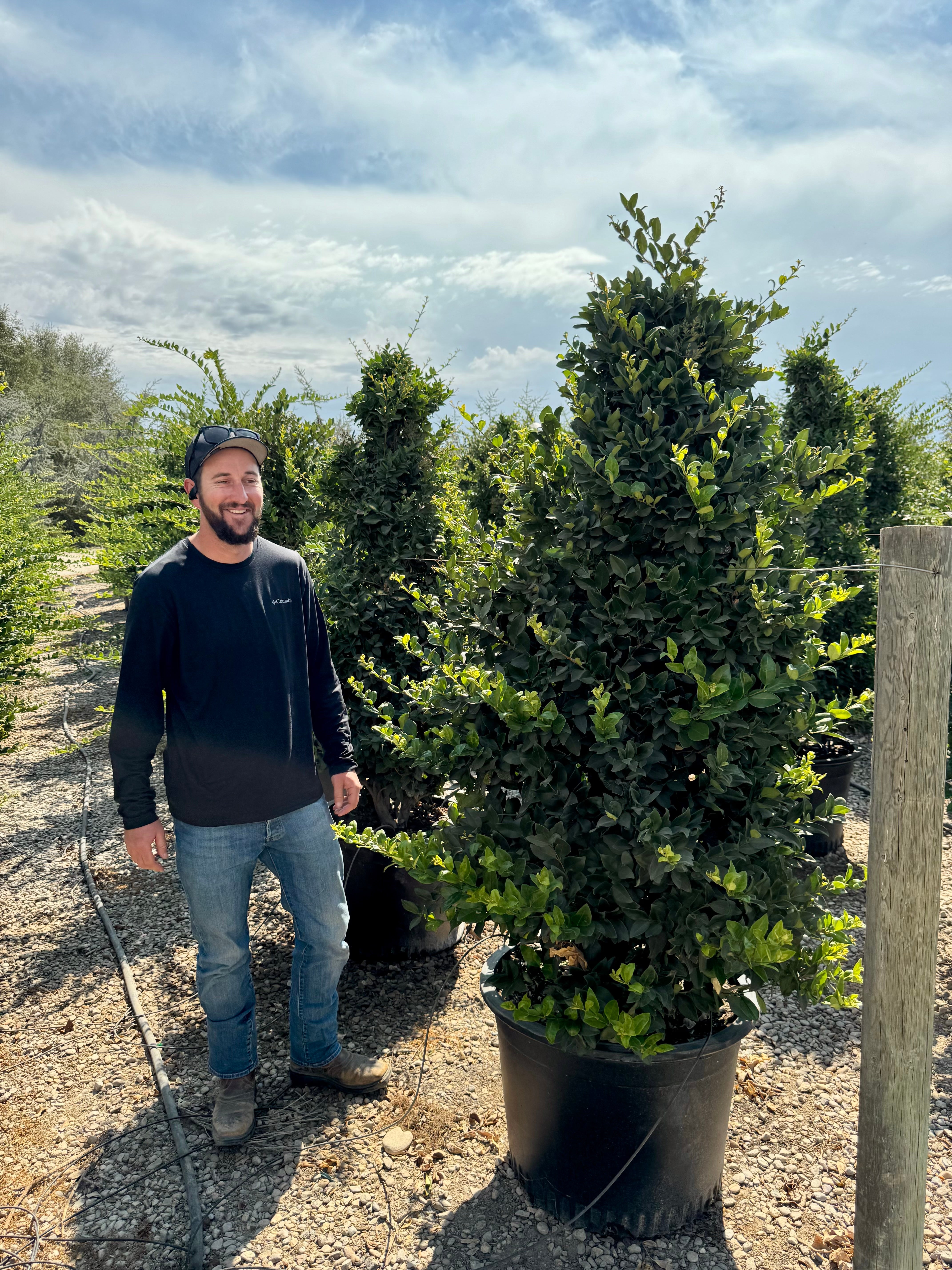 Wax Leaf Privet (Ligustrum Japonicum) 30 Gallon
