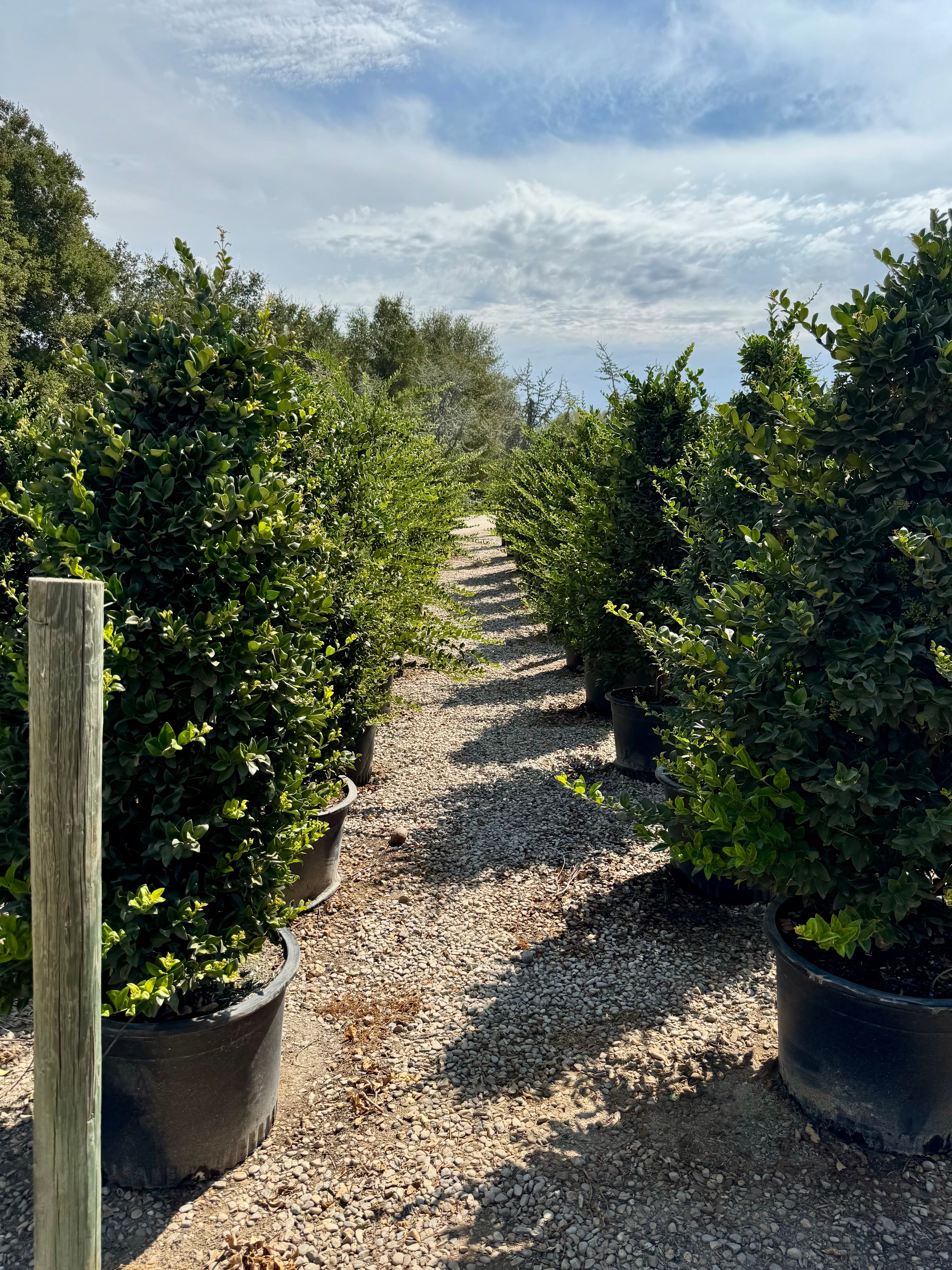 Wax Leaf Privet (Ligustrum Japonicum) 30 Gallon