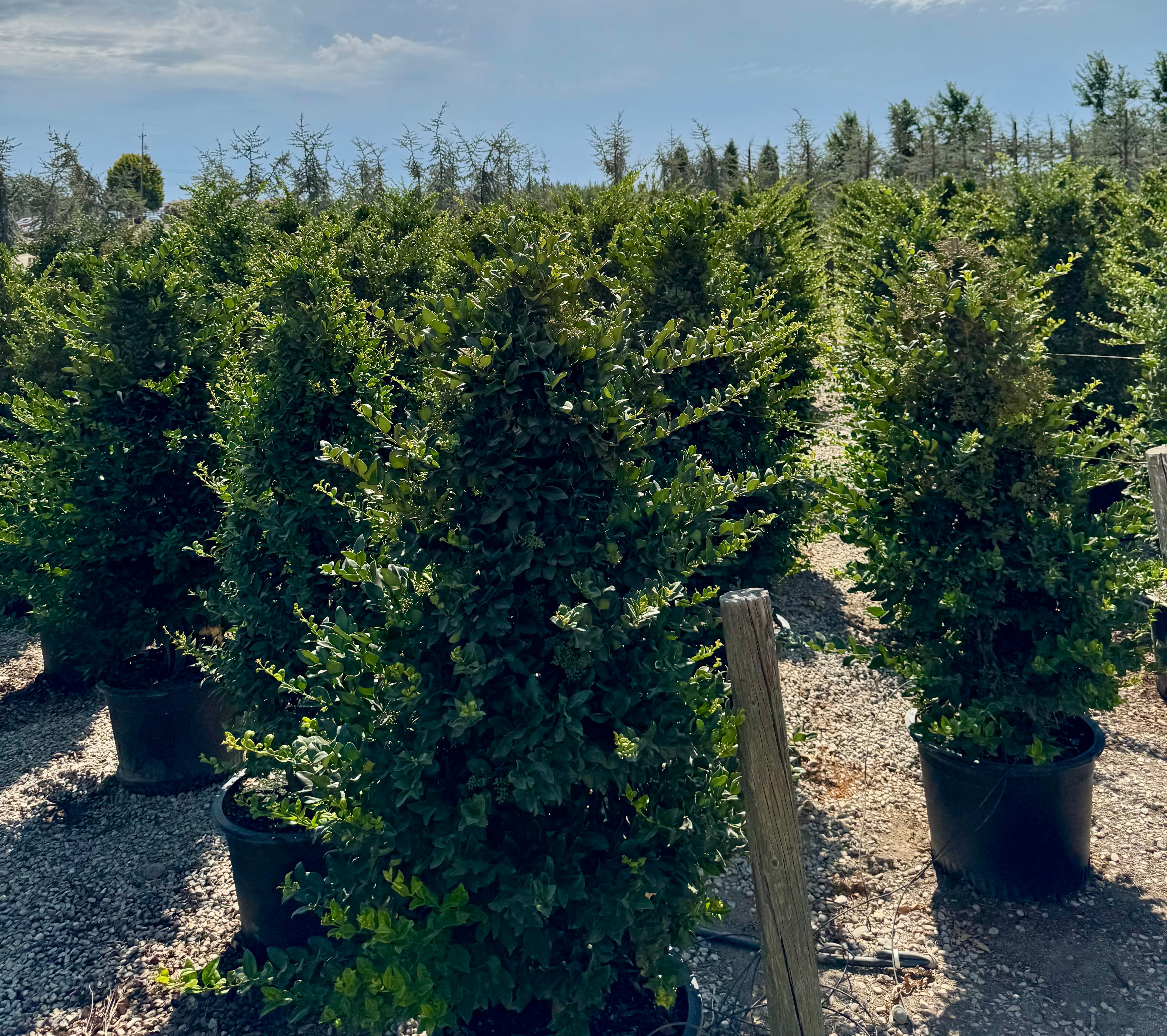 Wax Leaf Privet (Ligustrum Japonicum) 30 Gallon