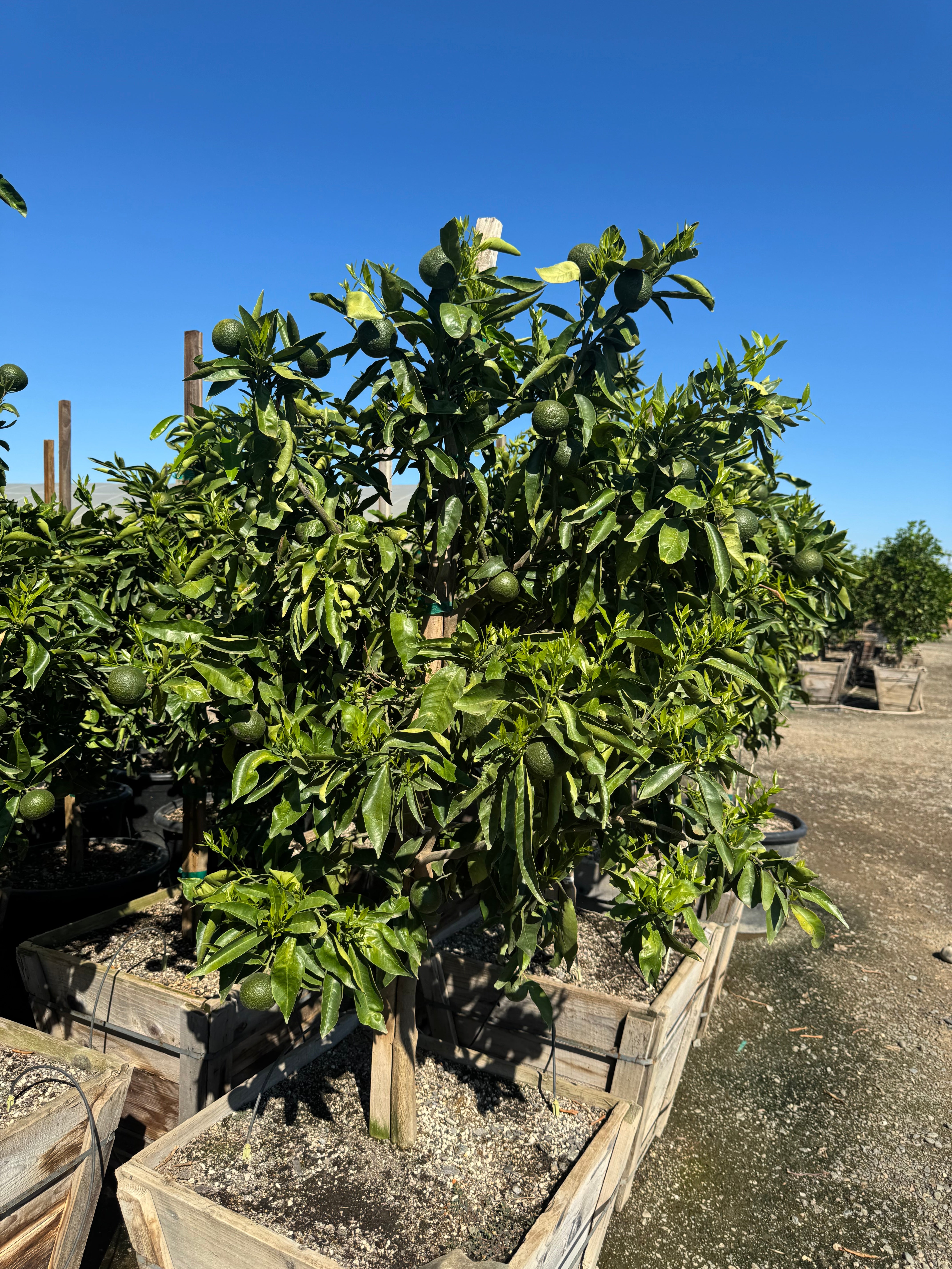 Clementine Mandarin 24 inch box