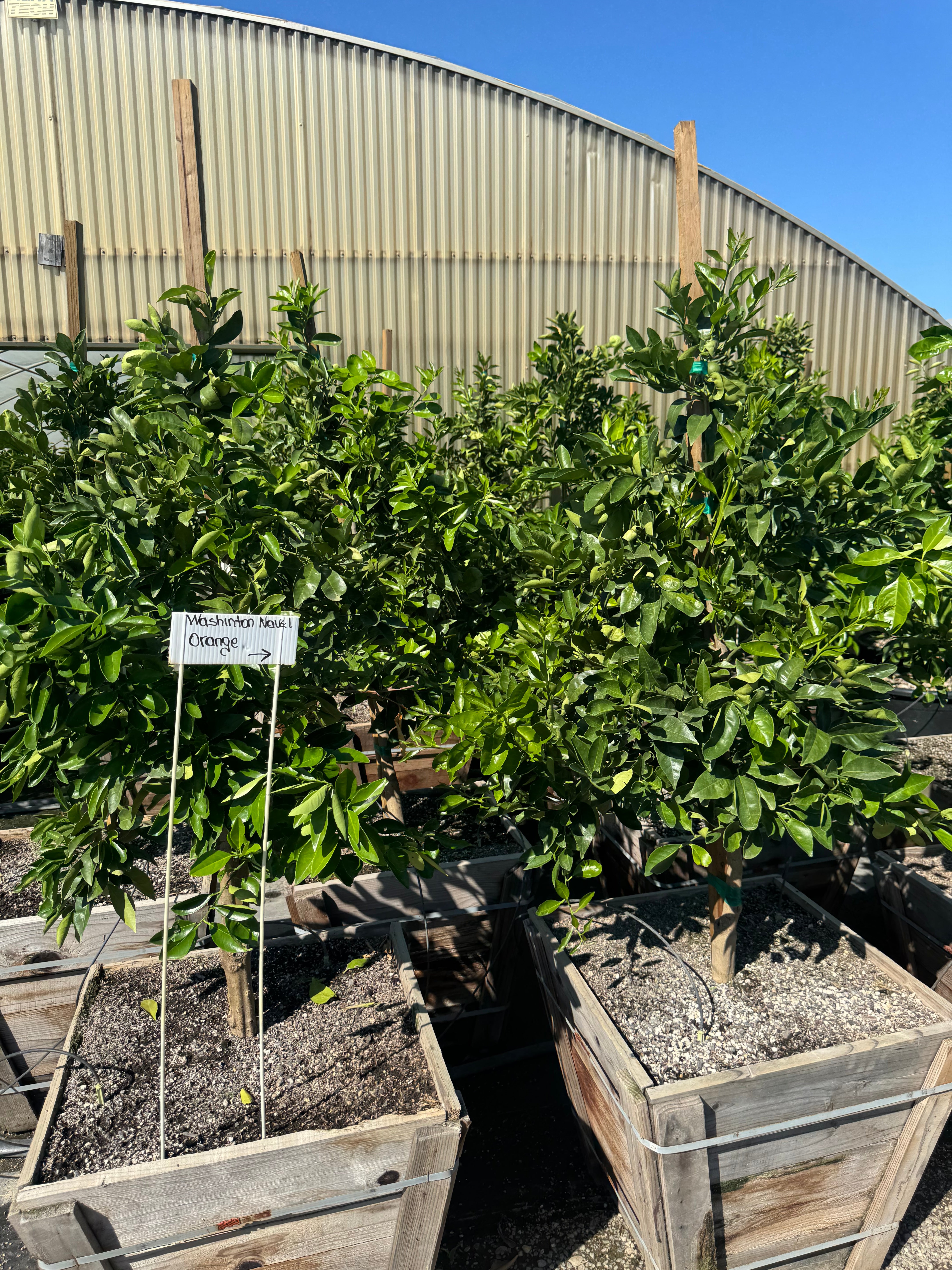 Washington Navel Orange 24 inch Box