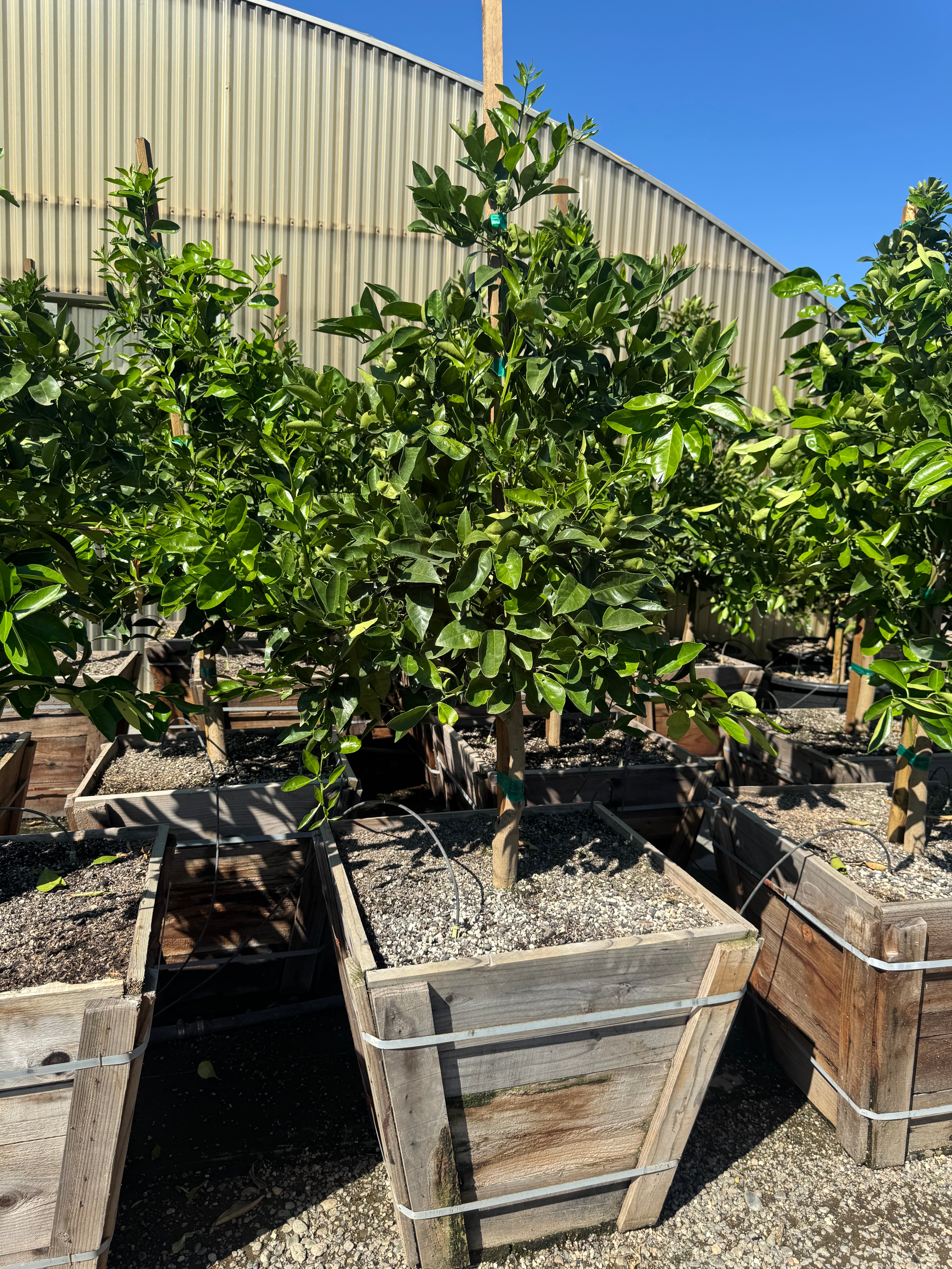 Washington Navel Orange 24 inch Box