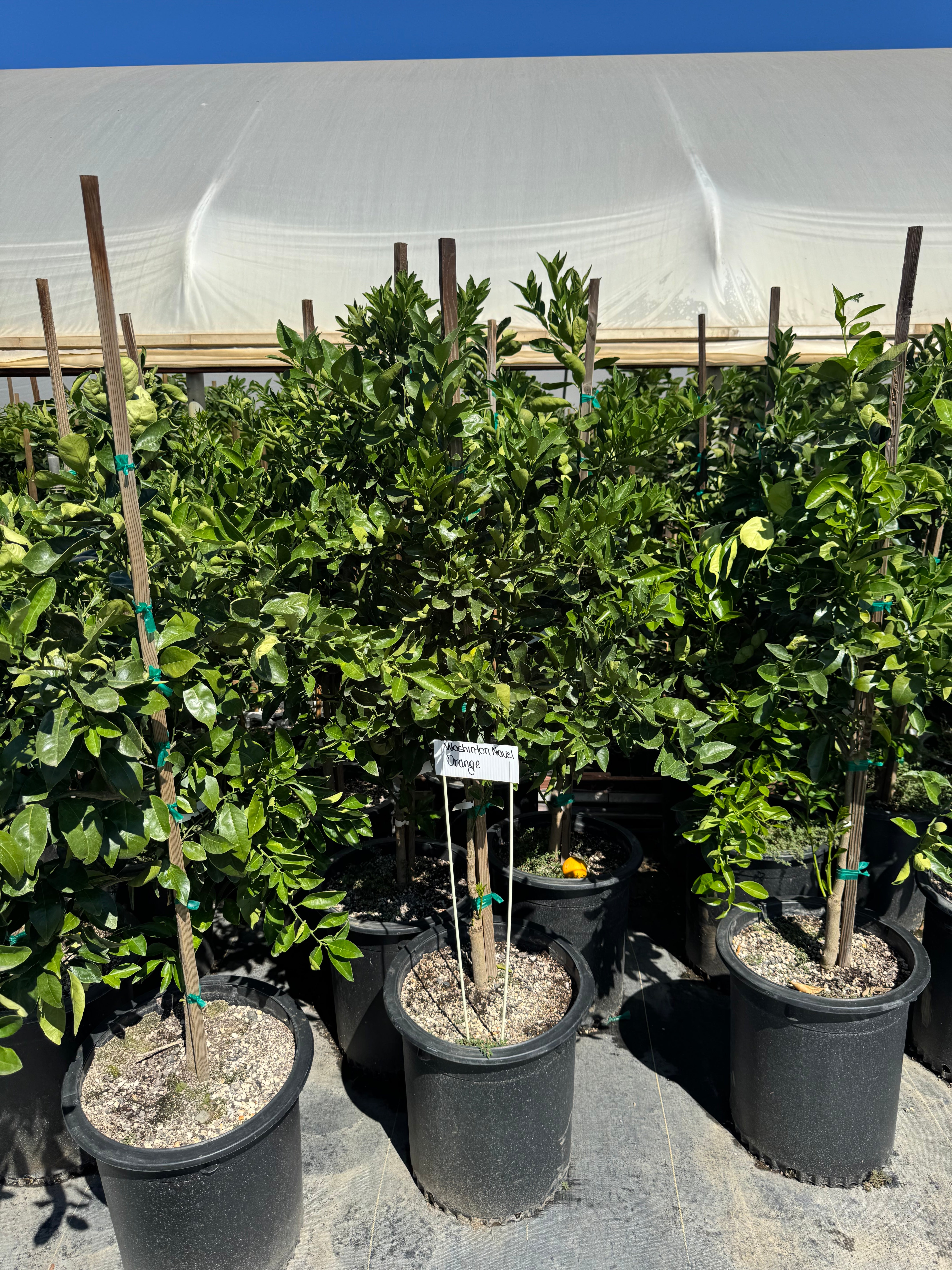 Washington Navel Orange 15 Gallon