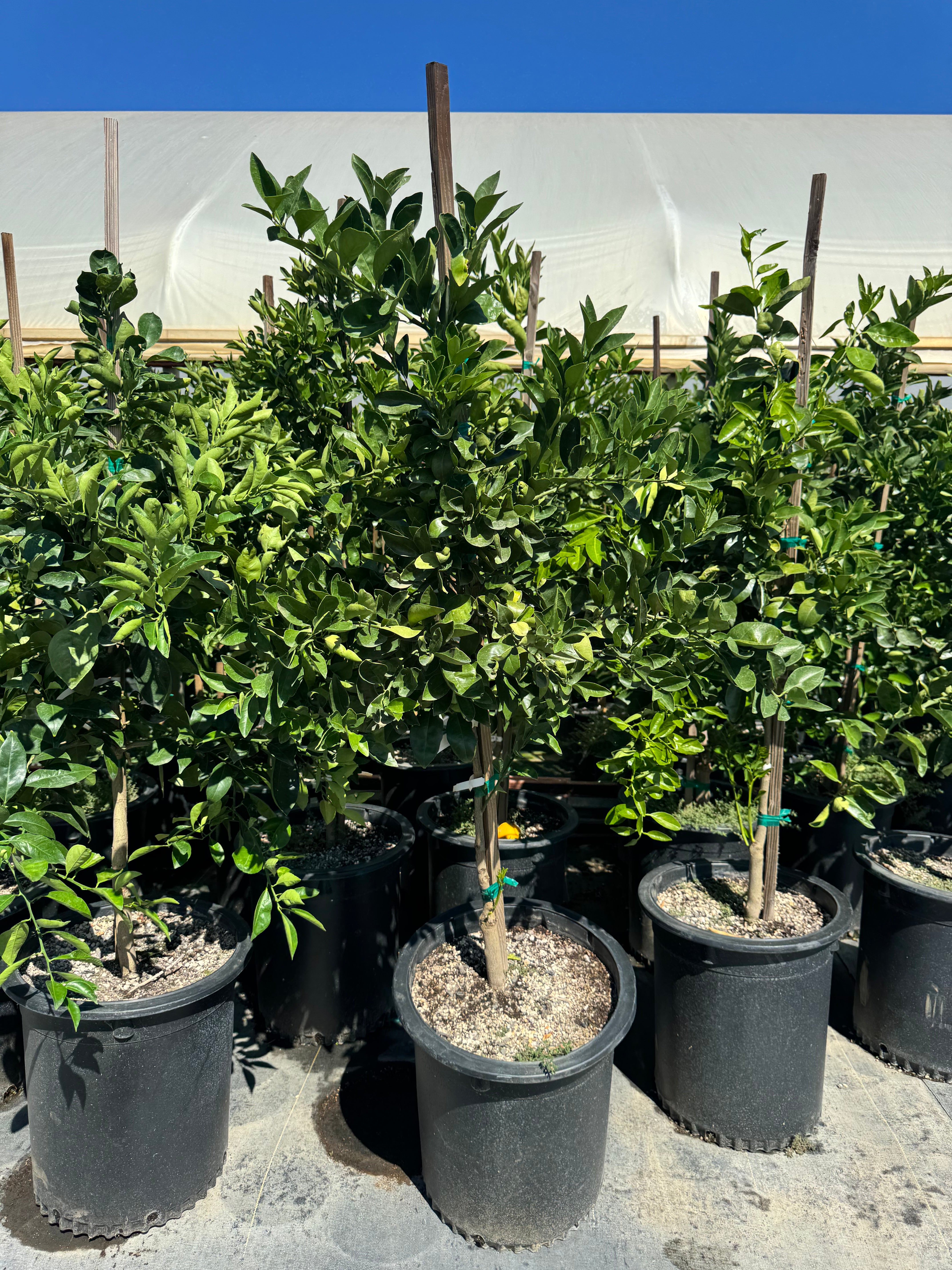 Washington Navel Orange 15 Gallon