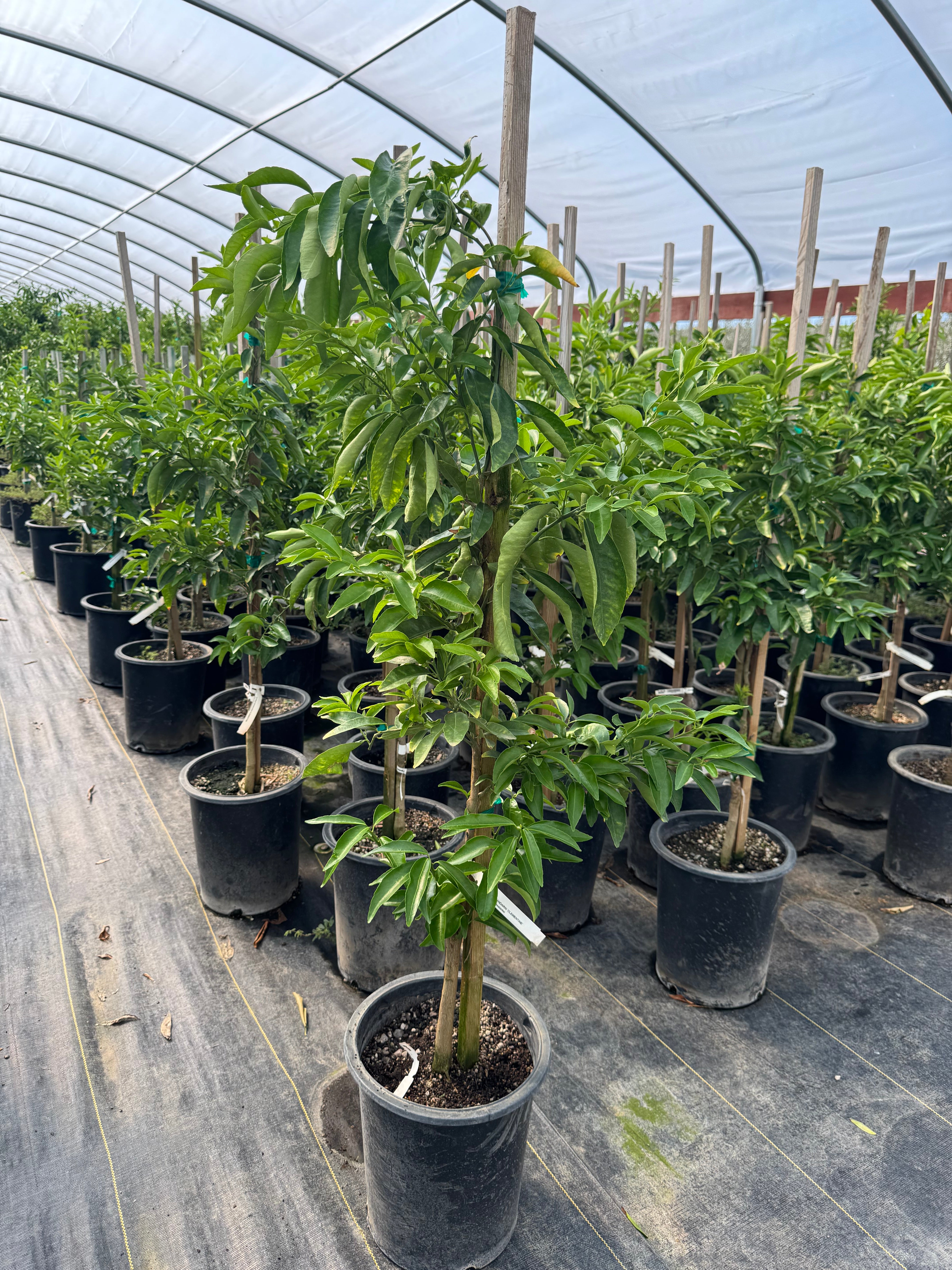 Clementine Mandarin 15 Gallon