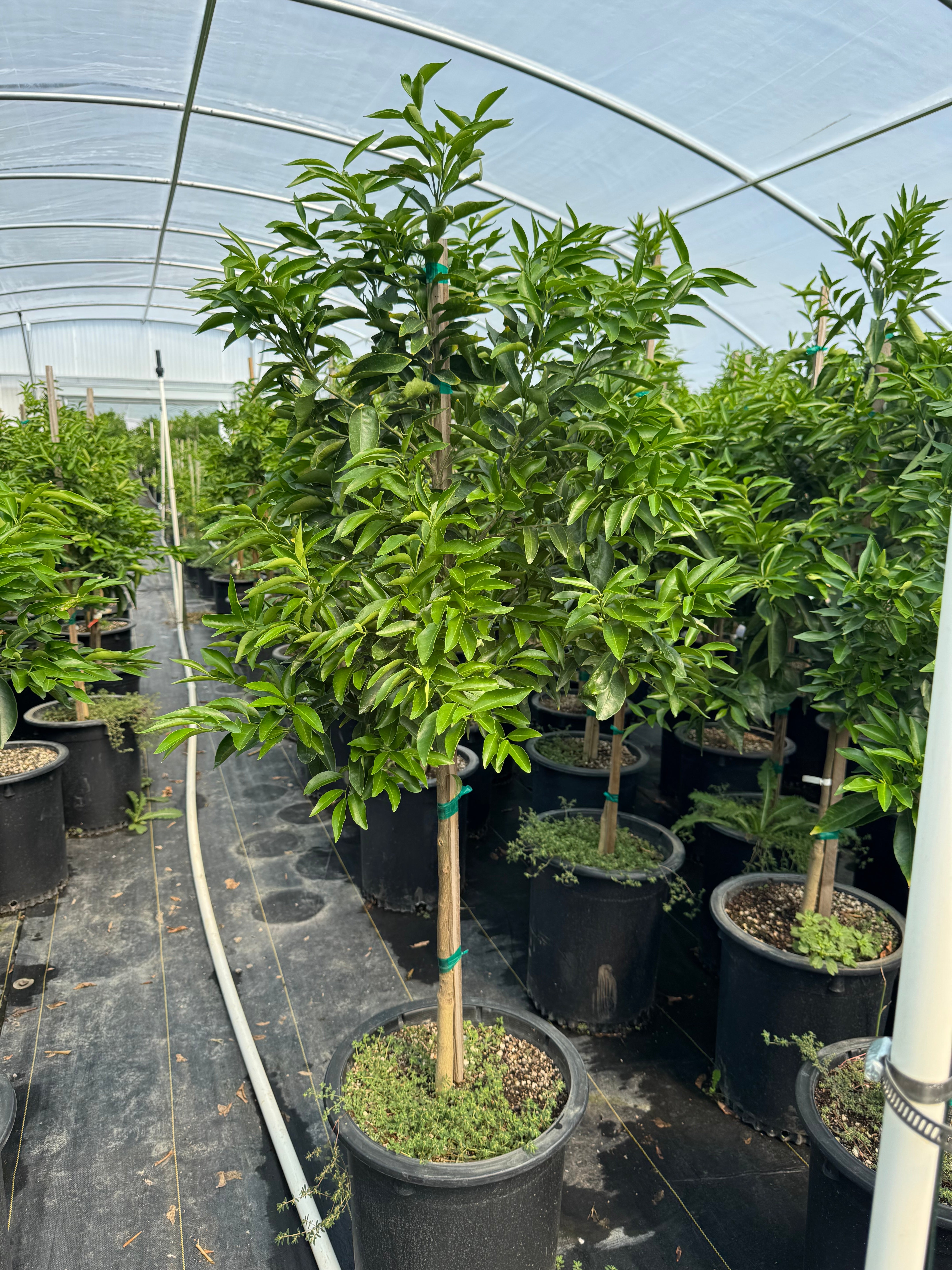 Clementine Mandarin 15 Gallon